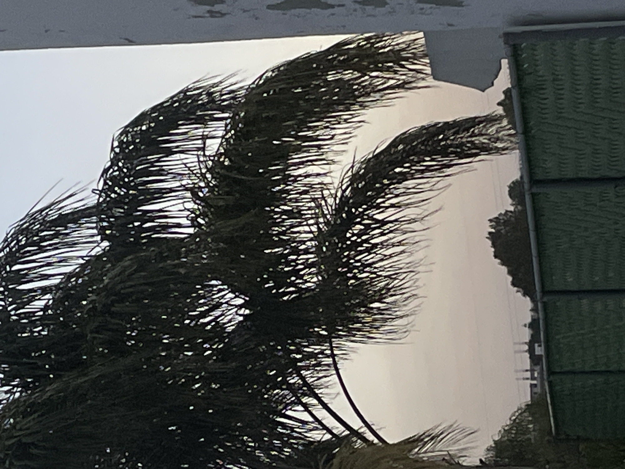 The image, viewed in its correct upright orientation, depicts an outdoor scene featuring a large palm tree under an overcast sky. The tree's dark green fronds are swept dramatically to the left, indicating strong winds. The sky is a uniform light gray or white, suggesting diffused lighting from either heavy cloud cover, haze, or a storm.
In the upper right portion of the frame, a segment of a structure is visible, comprising a light-colored concrete or stone overhang at the top. Below this, there is a prominent green, textured panel or wall with a repeating pattern. The surface texture suggests it might be an industrial cooling pad or a specific type of building material. In the distant background on the right horizon, indistinct outlines of further trees or structures can be faintly seen against the hazy sky.
No people are present, and there is no visible text. The central activity is the tree's response to the powerful wind. The scene captures a moment of active weather, potentially hinting at a storm or a very windy day in San Bernardino Tlaxcalancingo, Mexico.