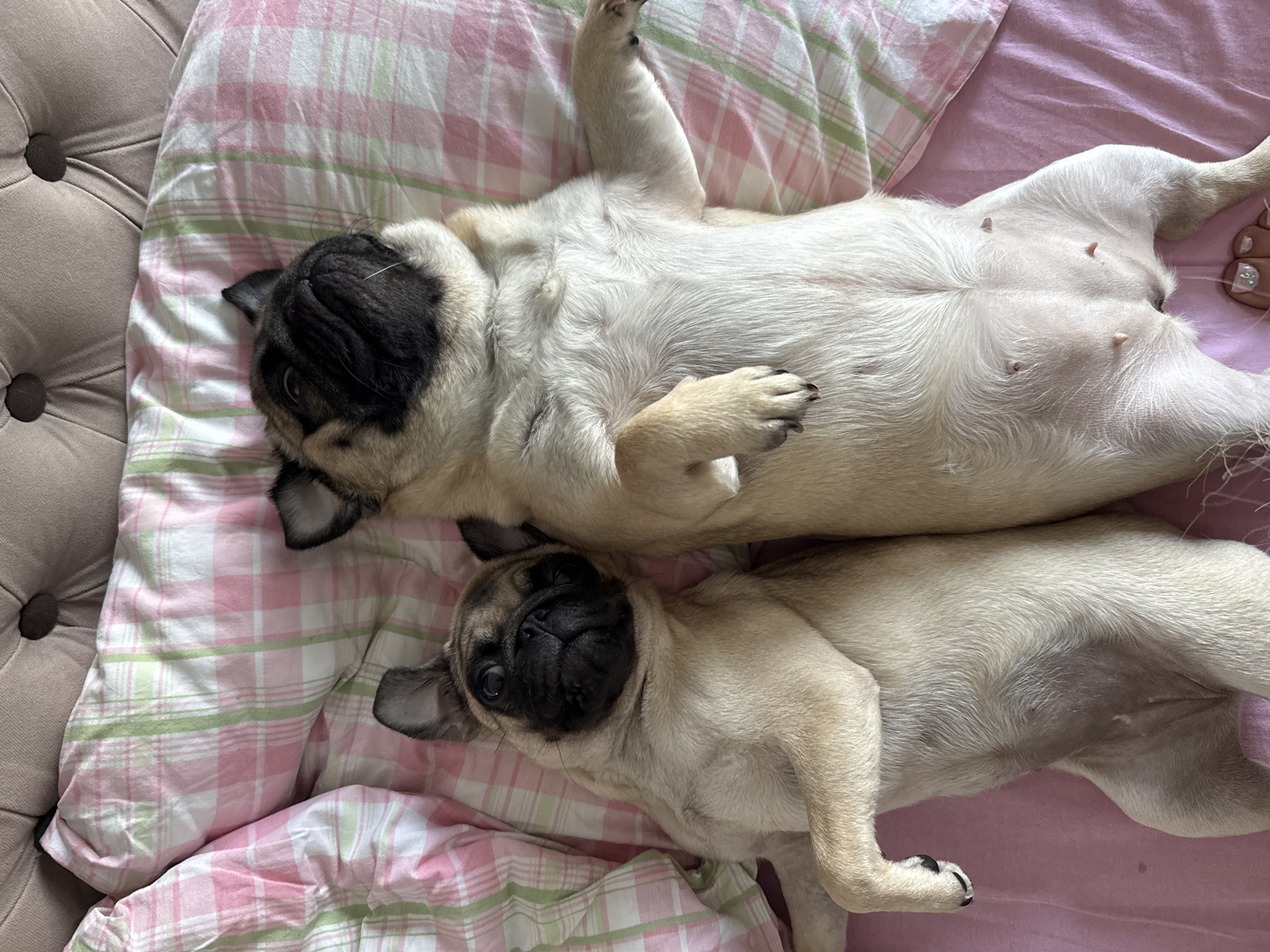 Two pugs are lying on their backs on a pink and green plaid comforter atop a pink sheet. The pug on the left is smaller and its head is tilted to the left, facing the viewer with its eyes open. Its front paws are resting on its chest. The larger pug on the right has its head tilted back, facing upwards with its eyes closed. Its front paws are resting at its sides. The background is a tufted headboard.