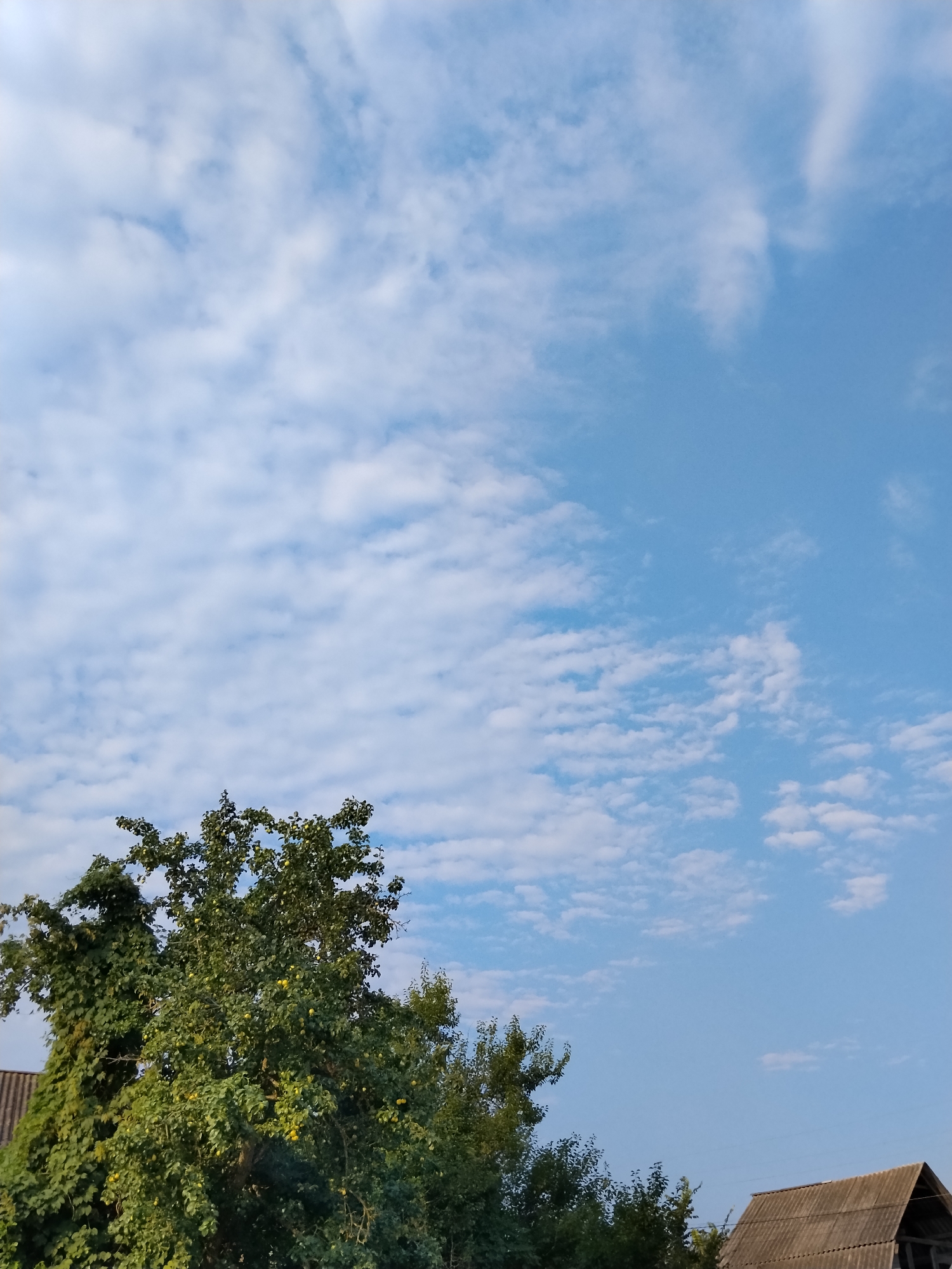 The image shows a daytime exterior scene with a clear blue sky filled with scattered white clouds. In the foreground, on the left side, a large, leafy green tree is prominent, with some smaller yellow fruits visible on its branches. To the right of this tree, a portion of a gray, weathered roof is visible, suggesting the presence of a building. The overall setting appears to be rural, consistent with the village of Ustyvytsia, Ukraine. There are no people or animals depicted in the image. The lighting indicates it is likely mid-morning or afternoon.