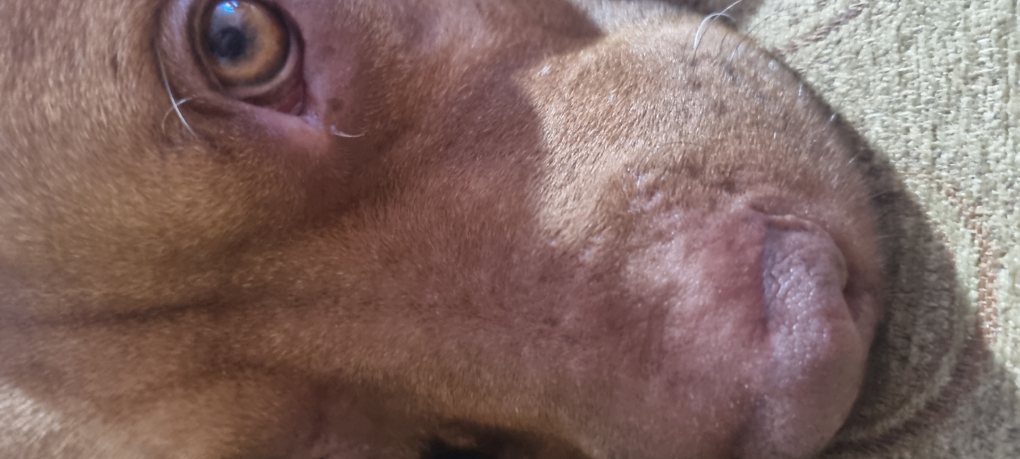 This is a close-up, low-angle, indoor photograph of the face of a brown dog. The dog's eye, nose, and part of its muzzle are visible. The dog's fur is short and dense, with a reddish-brown hue. The eye is open and appears to be a light brown or amber color with a visible pupil. A few white whiskers are also visible around the muzzle and eye area. The dog is lying on a textured surface, possibly a blanket or rug, which is a light beige or tan color with a woven pattern. The lighting is dim, and the focus is primarily on the dog's facial features. The image is cropped tightly, showing only the front portion of the dog's head.