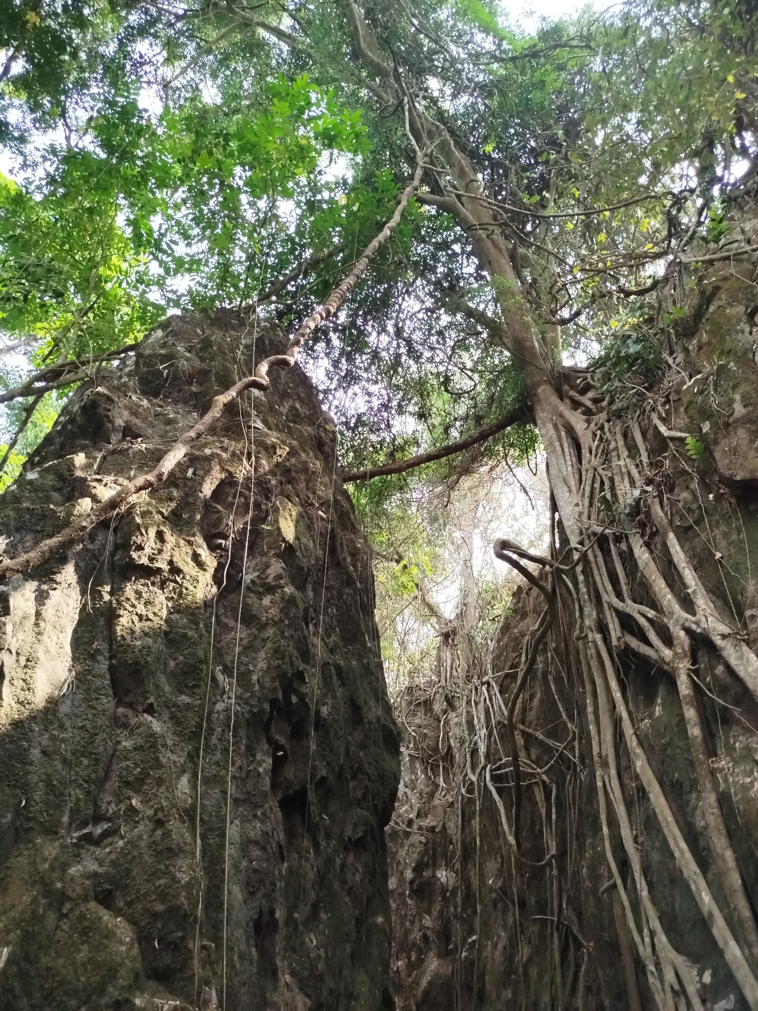 The image depicts a view looking upwards between two large rock formations. The rocks are covered in vegetation, including trees, vines, and moss. The trees have exposed roots that run down the rock faces. The sky is visible through the canopy of trees. The location is inferred to be in the city of Đà Giang, Vietnam. There are no visible people, subjects, objects beyond the natural elements described, actions, or interactions.