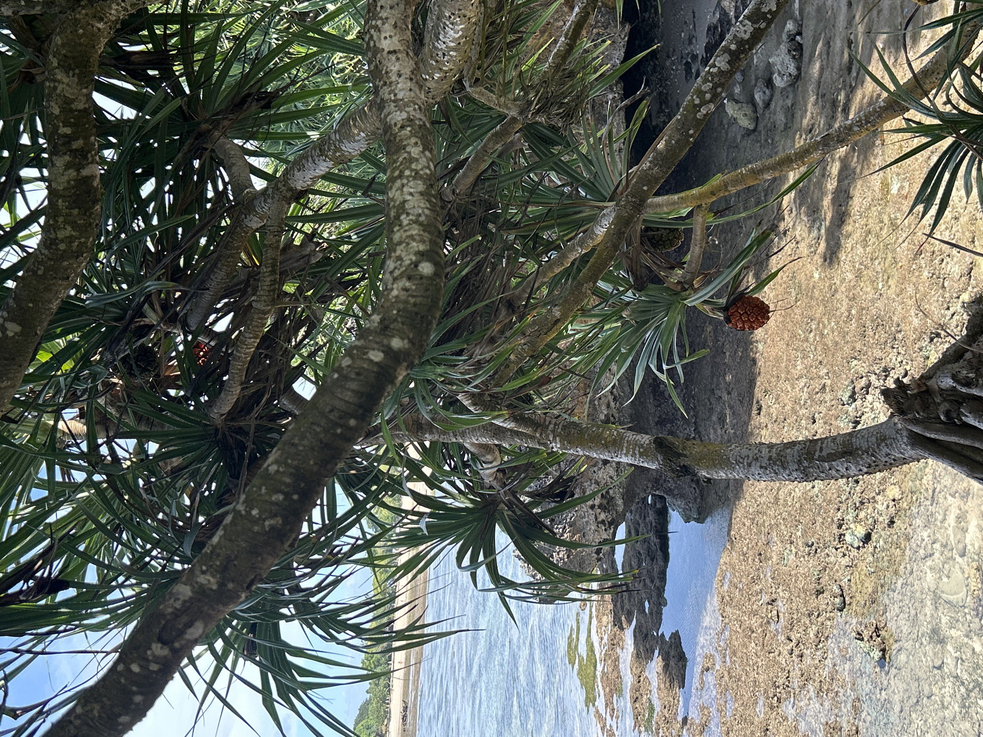 The image presents a vibrant tropical coastal scene dominated by a large, gnarled tree, likely a Pandanus, in the foreground. Its thick, textured branches with mottled, grayish-white and brown bark extend across the frame, laden with long, spiky green leaves. Among the foliage, several distinctive fruits are visible; some are reddish-orange and spiky, resembling a pineapple, while others are still green.
Below the tree, the ground consists of rocky and sandy terrain, partially covered by shallow, crystal-clear water that reveals the light-colored seabed and coral formations. This suggests a low tide or a serene tidal pool area. Beyond the immediate foreground, a calm, light blue body of water, indicative of the ocean, stretches towards a distant sandy beach bordered by lush green vegetation.
The scene is brightly lit by daylight, with a clear blue sky visible through gaps in the tree canopy, suggesting sunny weather. There is no discernible human or animal activity, and no text is visible. The serene landscape evokes the natural beauty of a coastal area, consistent with the provided location context of Kuta Selatan, Indonesia.