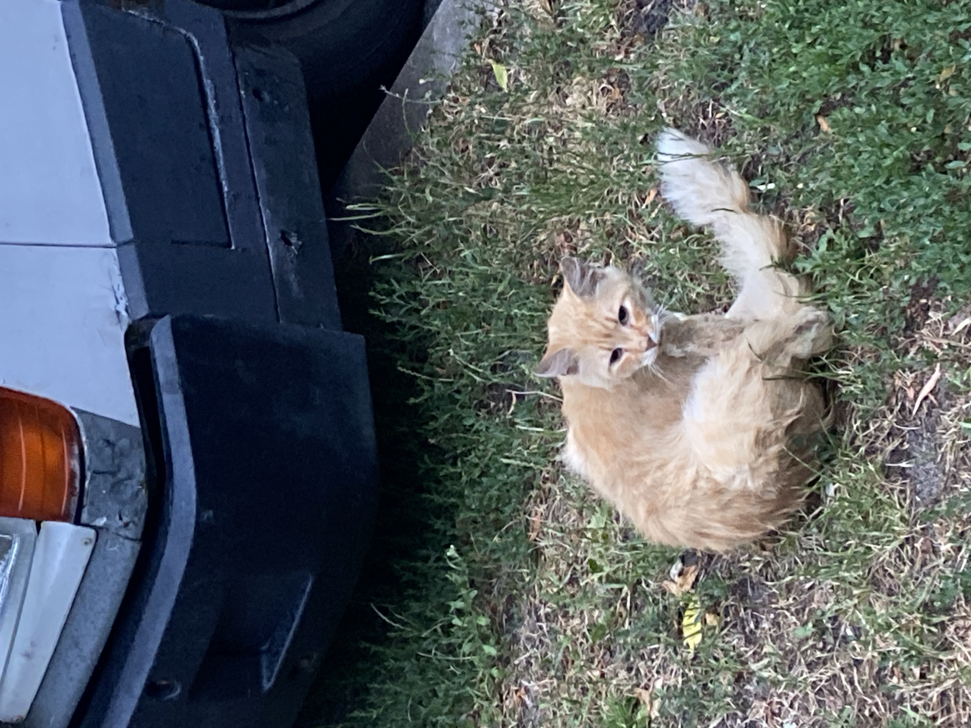 A ginger-colored cat is sitting on grass near a vehicle in Brest, Belarus. The cat is facing the camera, with its body curled to the right and its tail wrapped around its body. The cat has yellow eyes and appears to be grooming itself. The vehicle is dark in color and appears to be a van or truck, with some rust visible on the rear bumper. The grass is green and lush, with some dry leaves scattered on the ground. The scene is outdoors, possibly in a residential area or a parking lot.