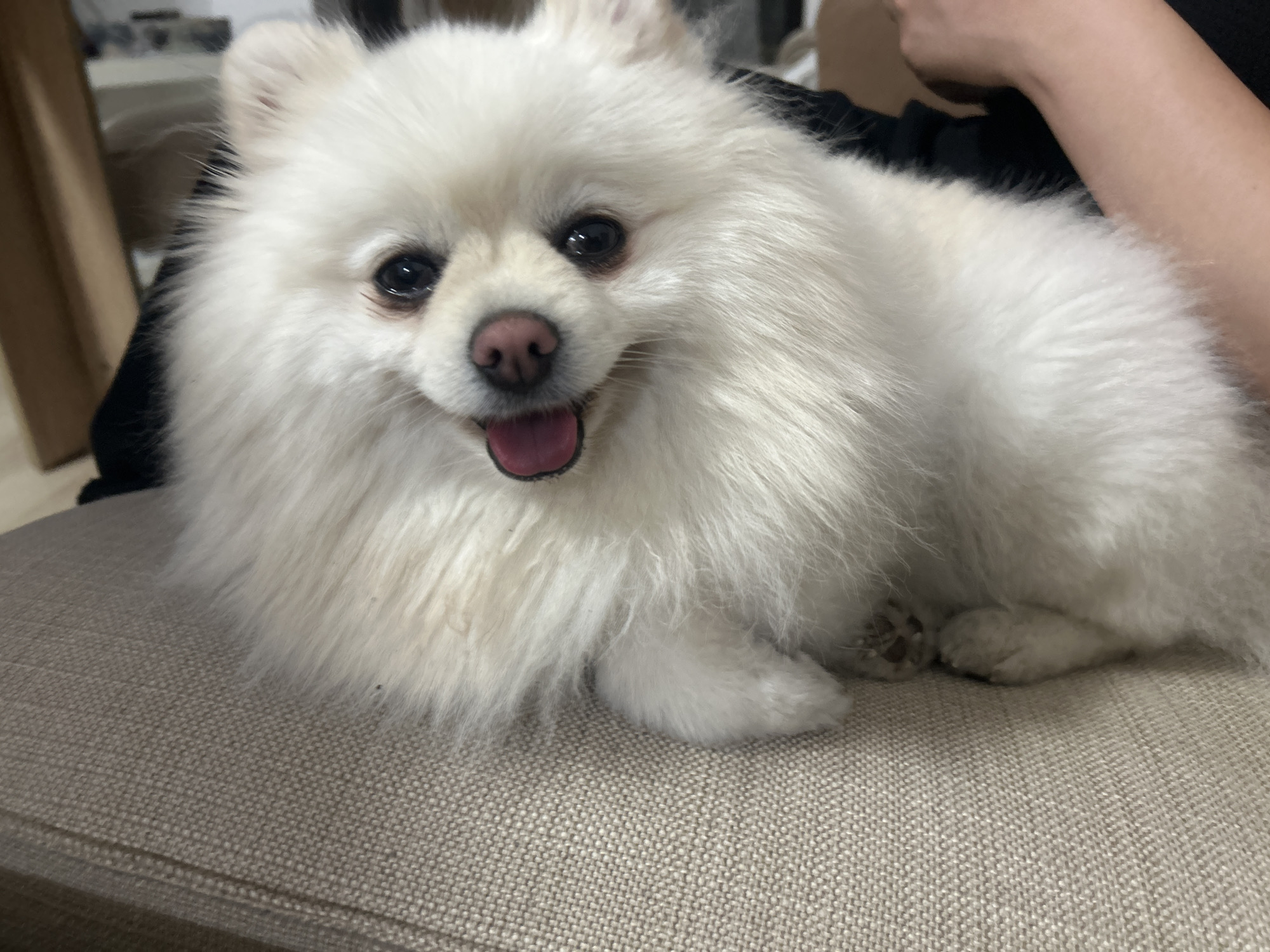 A fluffy white Pomeranian dog lies on a light-colored textured surface, appearing to be a couch cushion. The dog's mouth is slightly open, with its pink tongue visible. Its fur is dense and appears soft. In the background, out of focus, a person's arm, with light skin, rests on a dark surface. The environment suggests an indoor setting, potentially a home. There is no discernible information to place this scene specifically within the city of Varna, Bulgaria.
