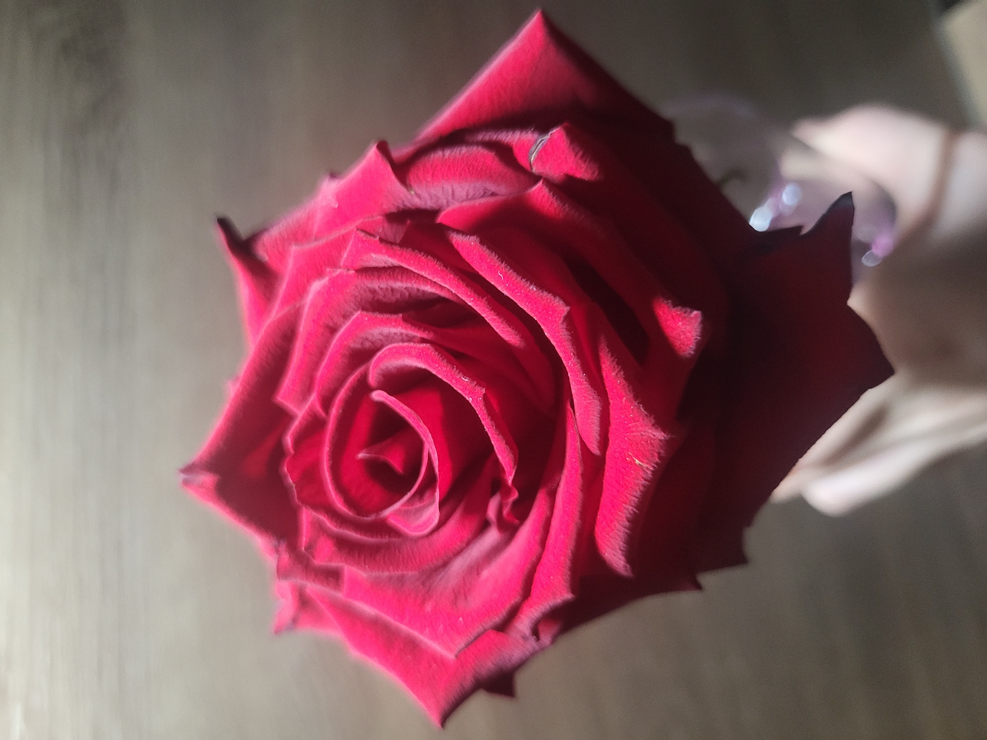 A close-up, slightly angled view features a single, deep red rose held in someone's hand. The rose petals are tightly furled at the center and unfurl outward, creating a visually captivating pattern. A portion of the hand holding the rose is visible towards the right side of the frame, blurred and out of focus. The background appears to be a light brown, potentially a wooden surface, although it is also out of focus. The location is not discernible as the background lacks identifying characteristics. The city of Chaikovsky, Russia cannot be determined from the visual information.