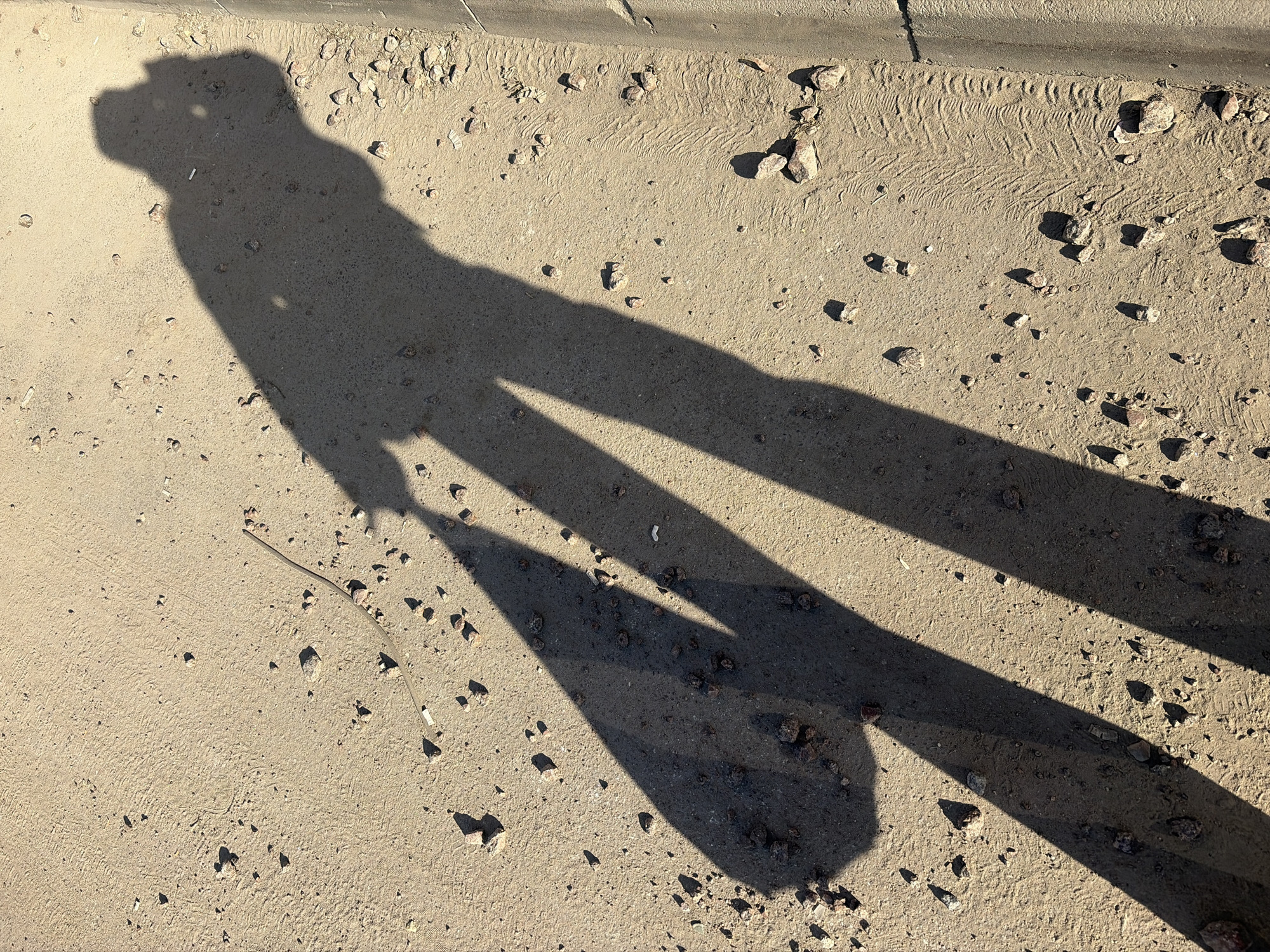 A shadow of a person wearing a hooded jacket and holding a pole or stick is cast on a sandy, concrete surface with scattered rocks and debris, including a thin, curved object. The upper right portion of the image shows a curb, suggesting an urban environment. The absence of specific identifiers prevents confirming the location within Saint Petersburg, Russia.