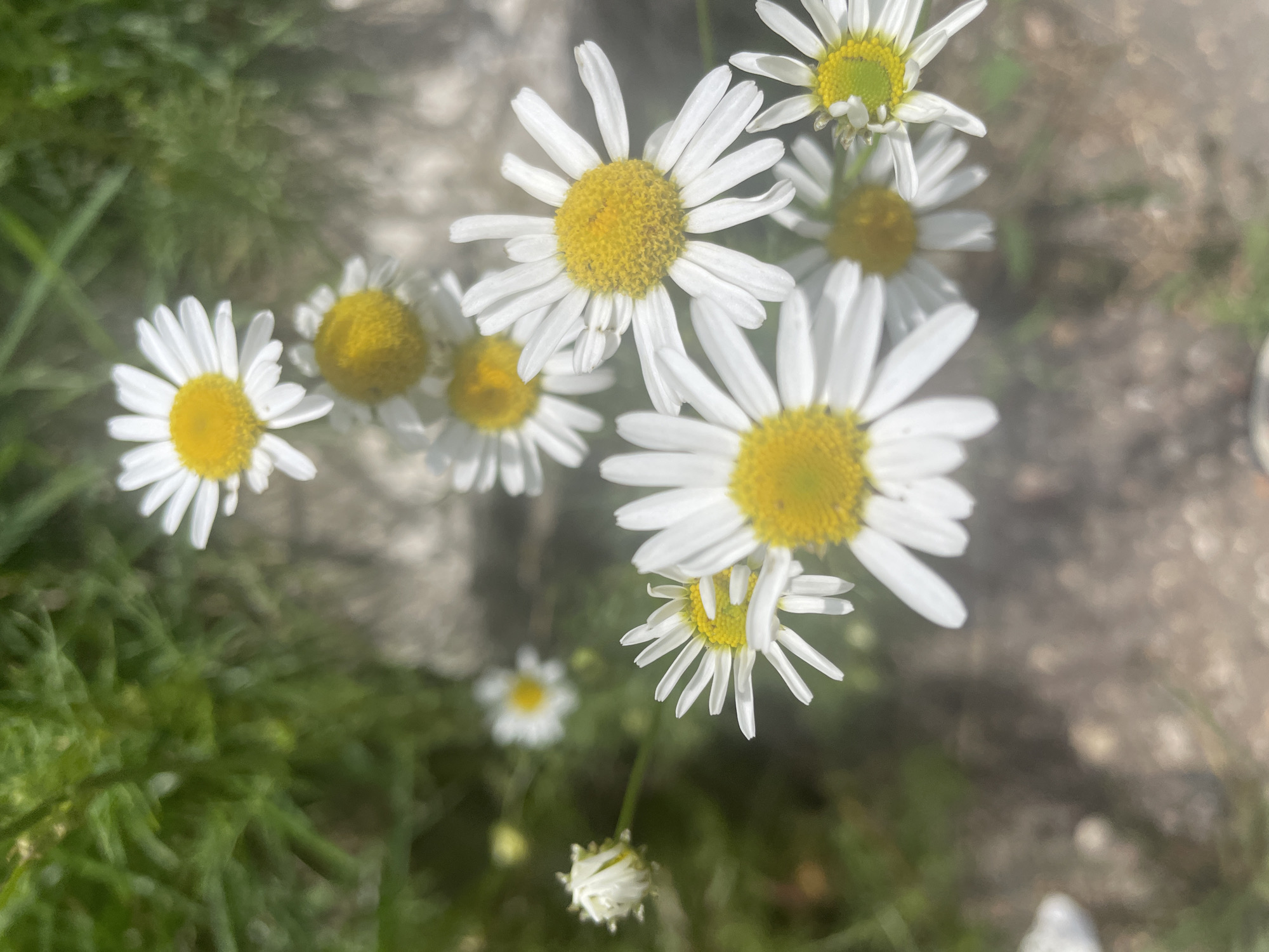The image is a close-up, top-down shot of a cluster of daisies. The daisies are white with yellow centers and have their petals spread open, with one daisy in the upper left corner appearing as a closed bud. The flowers are arranged in a diagonal line from the upper left to the lower right of the frame. The background is a blur of green foliage and a light-colored, textured surface that could be pavement or stone. The lighting suggests a bright, sunny day. There are no people or animals visible in the image, nor any specific landmarks that would pinpoint a location within the city of Krasnogorsk, Russia.