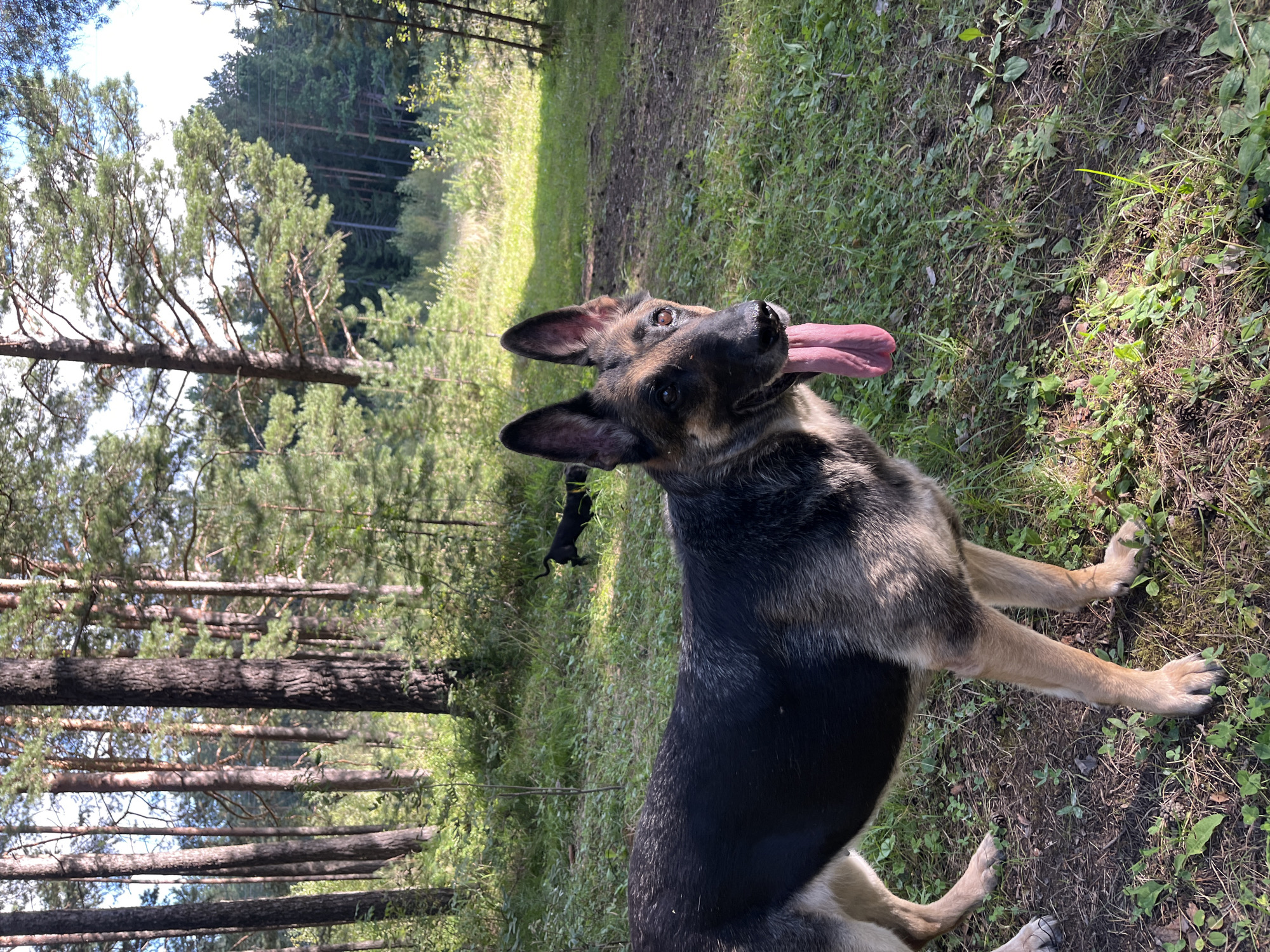 In a sun-dappled forest clearing, likely within the city limits of Nizhny Tagil, Russia, a German Shepherd dog stands prominently in the foreground. The dog is facing to the right, with its mouth open and a long, pink tongue extended, indicating exertion or heat. Its fur is a classic black and tan coloration, with visible detail in its coat. The dog's paws are planted on the grassy forest floor, which is covered in patches of green grass, dry pine needles, and small plants.
In the middle ground, a smaller, dark-colored dog, possibly a puppy, is visible running away from the camera, its black silhouette stark against the green foliage. The background is dominated by a dense forest of tall pine trees. The sunlight filters through the branches, creating patterns of light and shadow on the forest floor and the trees. The overall atmosphere is one of a natural, outdoor environment, suggesting a park or a nature reserve within Nizhny Tagil.