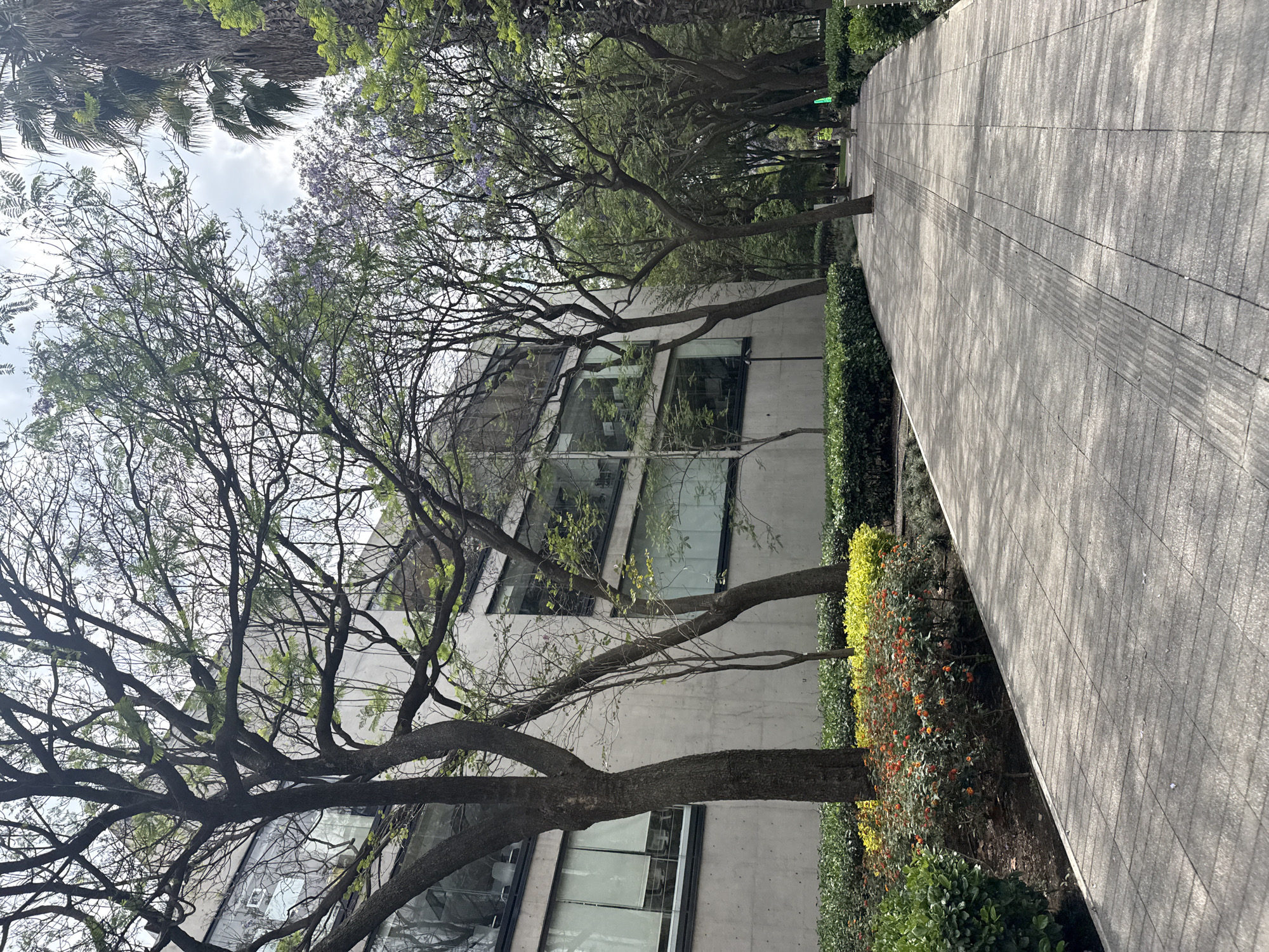 The image shows a tree-lined pedestrian walkway in Mexico City, Mexico. The walkway is paved with gray rectangular stones and bordered by a mix of trees, shrubs, and flowering plants. A multi-story building with large windows stands adjacent to the walkway. The trees have bare branches and some sparse green leaves, and there are some jacaranda trees with light purple flowers visible. The sky is partially cloudy. No people are visible in the image.