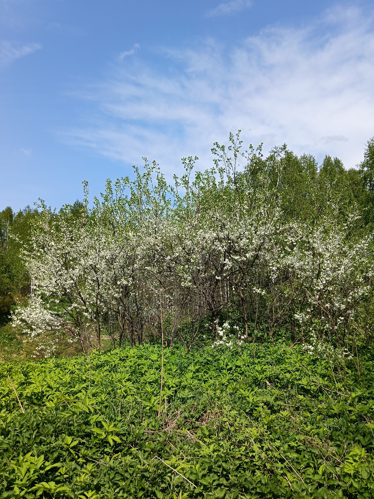 The image shows a rural scene in Красный Маяк, Russia. A dense patch of green herbaceous plants dominates the foreground. Behind the plants, several trees are flowering with small white blossoms, partially obscuring the view of a wooded area. The sky is light blue with scattered white clouds. No people are visible in the scene.