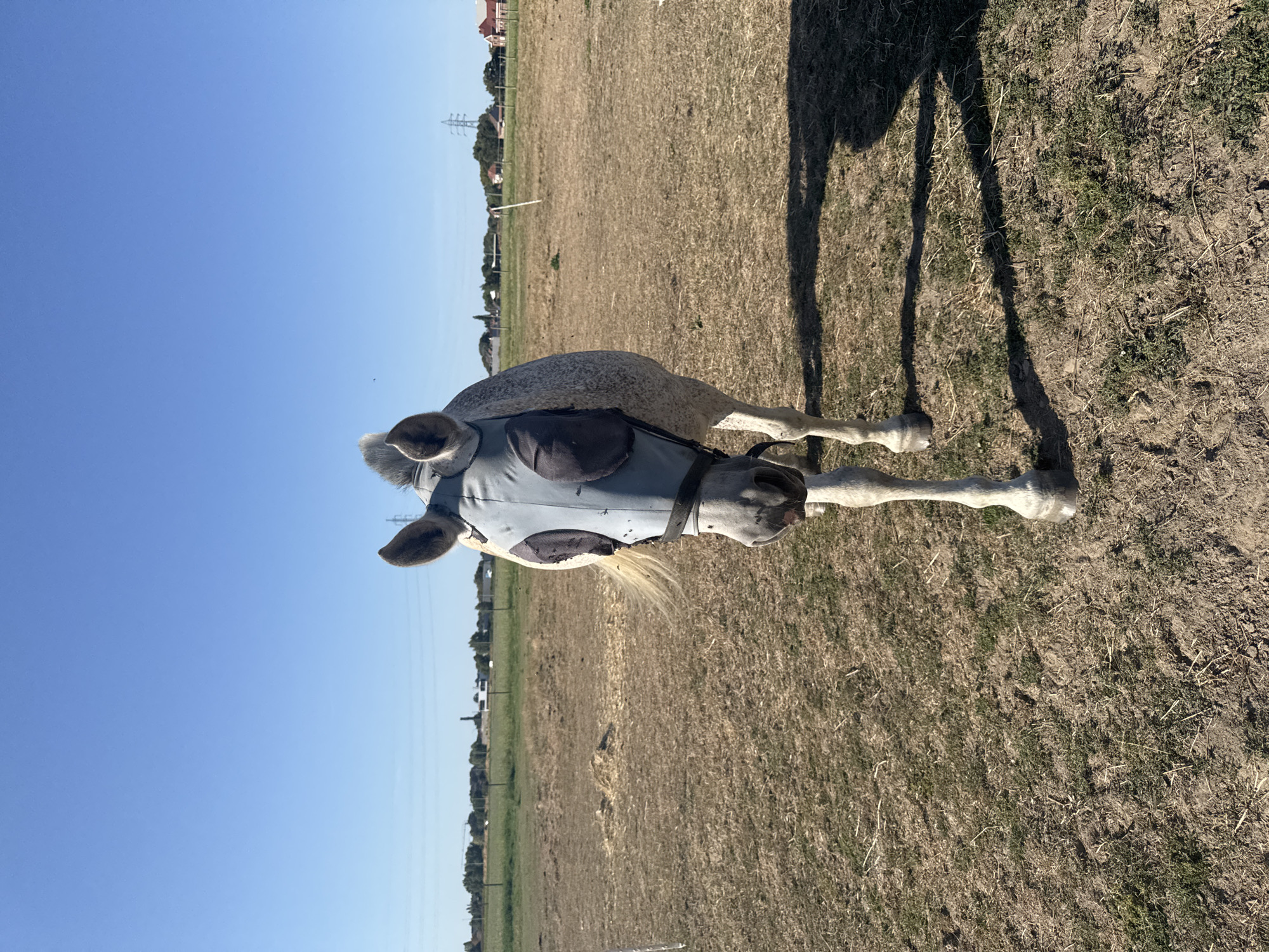 The image shows a horse lying down in a dry, grassy field under a clear blue sky. The horse is wearing a light blue fly mask that covers its eyes and ears. The field appears to be a pasture, with some sparse vegetation and dry grass. In the background, there are trees, some houses, and what appears to be a power line tower, suggesting a rural or semi-rural setting. The sun is shining brightly, casting a long shadow of the horse onto the ground, indicating it is likely daytime. The horse's posture and the fly mask suggest it might be seeking relief from insects or the sun. The overall scene conveys a sense of a peaceful, warm day in the countryside. No visible text is present in the image. The location is Estaimpuis, Belgium.