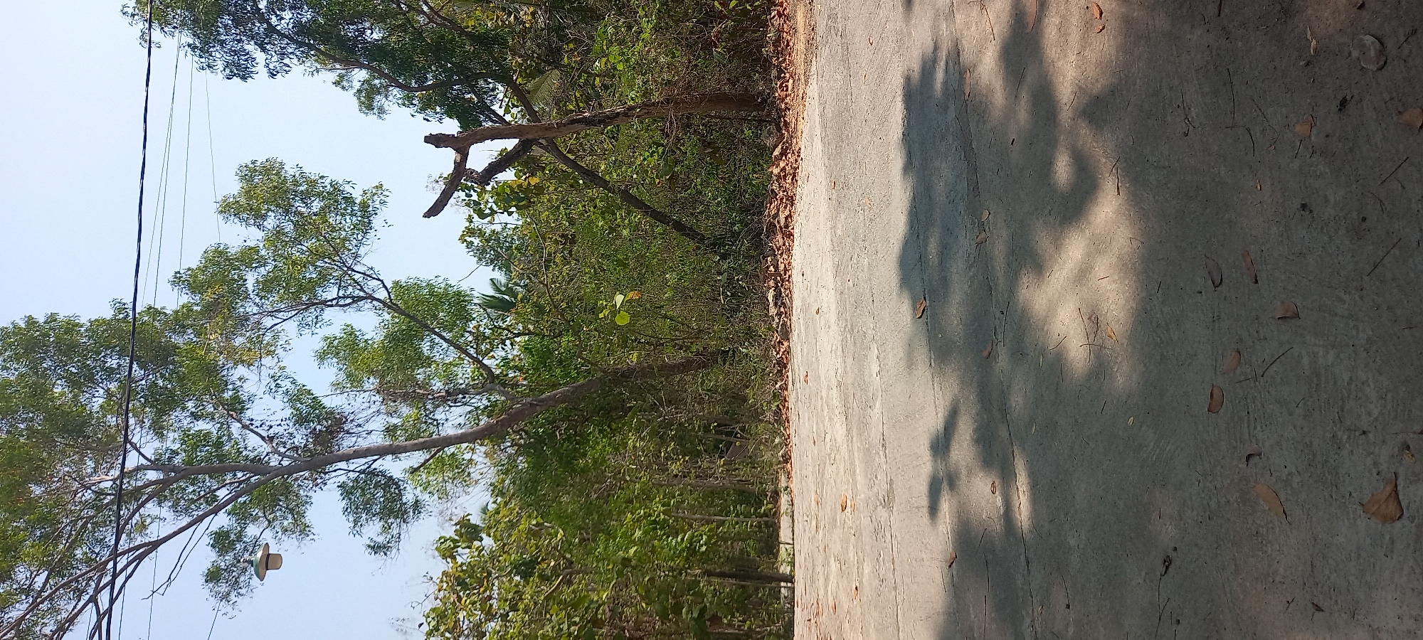 This image shows a road in Sidorejo, Indonesia. The road is made of concrete and is partially covered with fallen leaves. Trees line the side of the road, and there are power lines overhead. A street light is visible hanging from a tree. The sun is shining, casting shadows on the road. The scene appears to be outdoors in a natural setting.