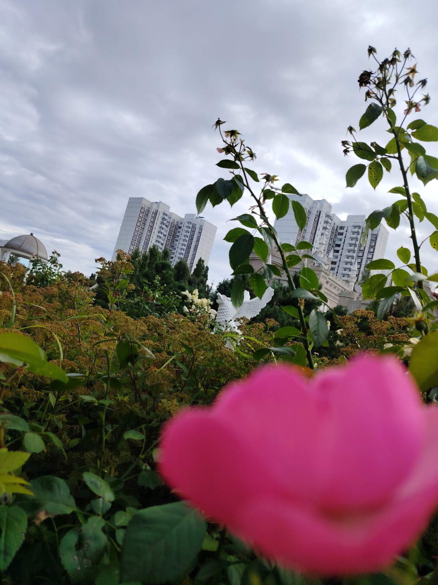 The image captures a slightly overcast sky over a city park in Zelenograd, Russia. In the foreground, a vibrant pink rose is out of focus, its petals filling the lower right quadrant of the frame. Behind it, a lush garden flourishes with various green plants and dried seed heads. Two tall, white apartment buildings with numerous windows dominate the background, appearing slightly tilted due to the camera's angle. To the left of the buildings, a white dome structure is visible. A white bird sculpture stands amidst the greenery in front of the buildings, partially obscured. The scene suggests a day in a residential area, where nature and urban architecture coexist.