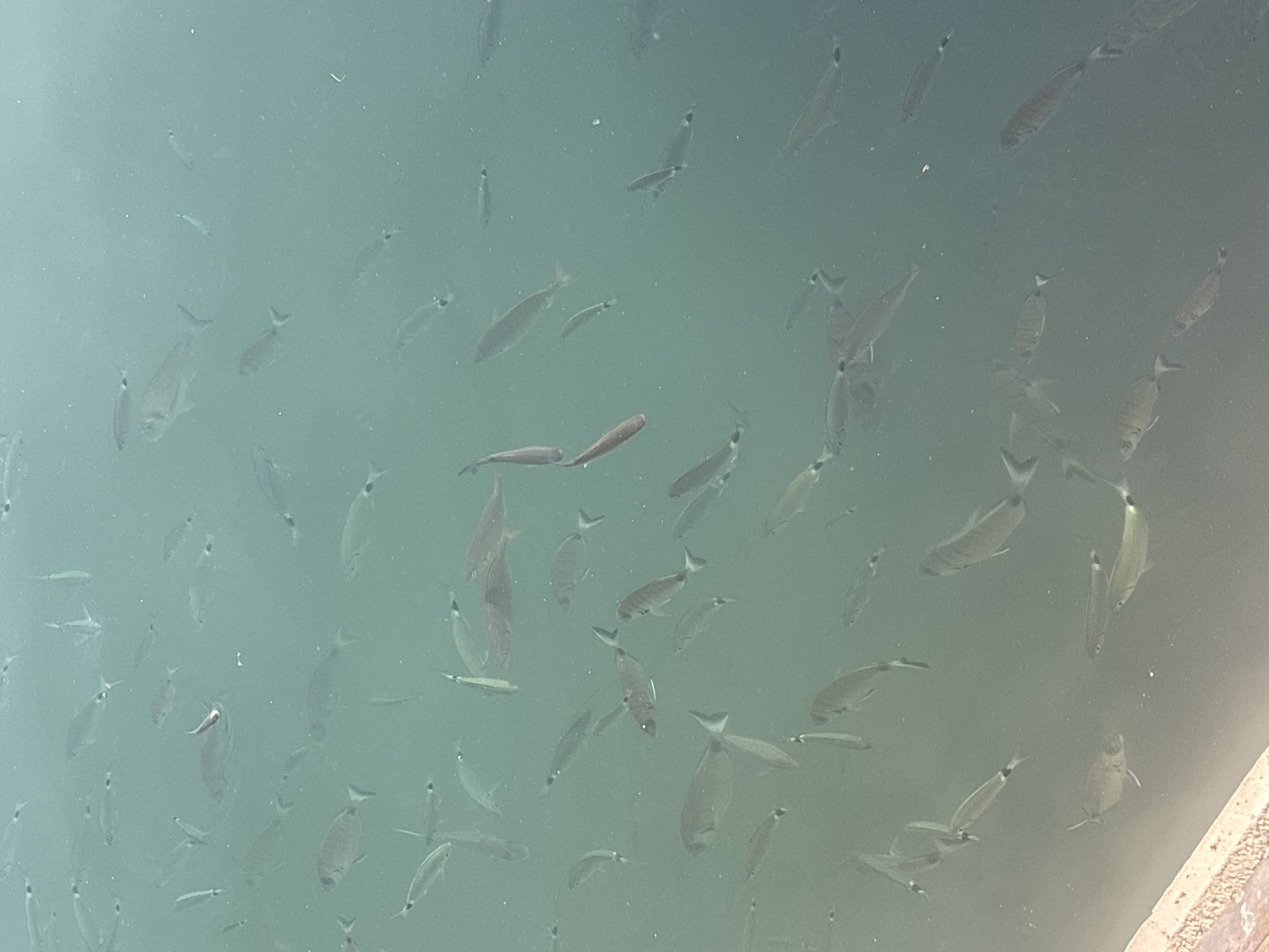 A school of fish swims in murky, greenish water. The fish are of various sizes, with some appearing to be juvenile while others are larger. They are dispersed throughout the frame, with no discernible pattern or formation. The water appears shallow, as the bottom is not visible. The lighting suggests an overcast day, as there are no strong shadows. The scene is likely an outdoor environment, possibly a harbor or a shallow body of water within a city.