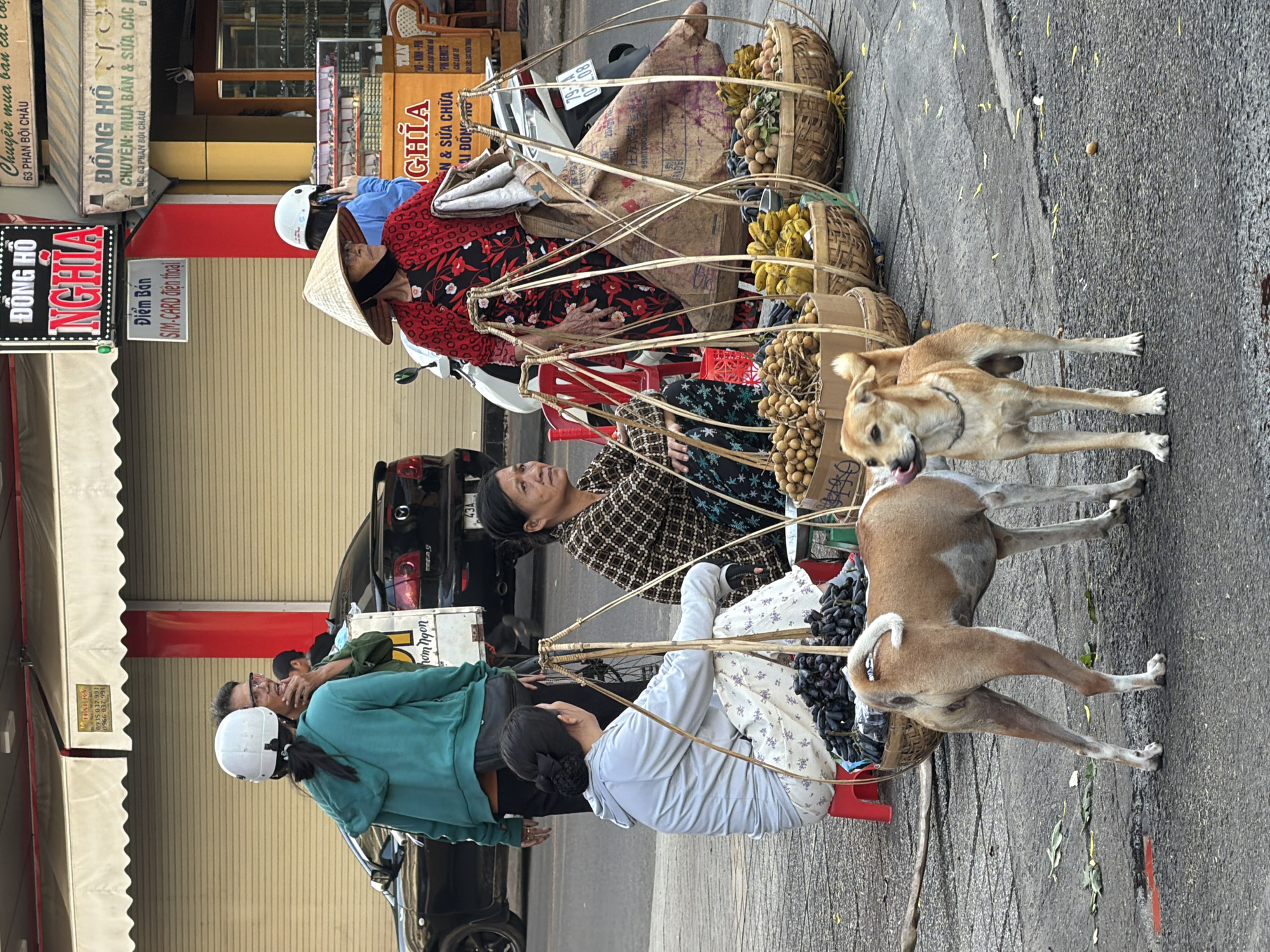 This is a street scene in Nha Trang, Vietnam, likely in the vicinity of a market or commercial area, given the presence of vendors and shops. Two domestic dogs, one brown and tan and another partially visible brown dog, are in the foreground. The brown and tan dog is standing and licking its nose, facing left. Behind the dogs, several people are engaged in vending activities.
In the middle ground, a woman in a blue hoodie and white helmet is standing, her back to the camera. To her left, a man wearing glasses and a green shirt is also standing. Further to the right, two women are seated, attending to their goods. One woman, wearing a traditional conical hat and a red floral-patterned shirt, is standing and holding a fabric over her shoulder. She appears to be a vendor, as are the seated women.
The women are selling various fruits, primarily longan and what appear to be grapes, displayed in woven baskets. One basket in the foreground contains dark grapes, while others in the middle and background hold longans and bananas. There are also large woven bags behind the seated vendors, possibly containing more goods.
The environment includes a paved road, a sidewalk, and storefronts in the background with signs in Vietnamese. One prominent sign reads "ĐỒNG HỒ NGHĨA" ( Nghia Watch ) in red and white lettering. The scene is illuminated by natural daylight, casting shadows on the ground. A black car is parked on the left side of the image.