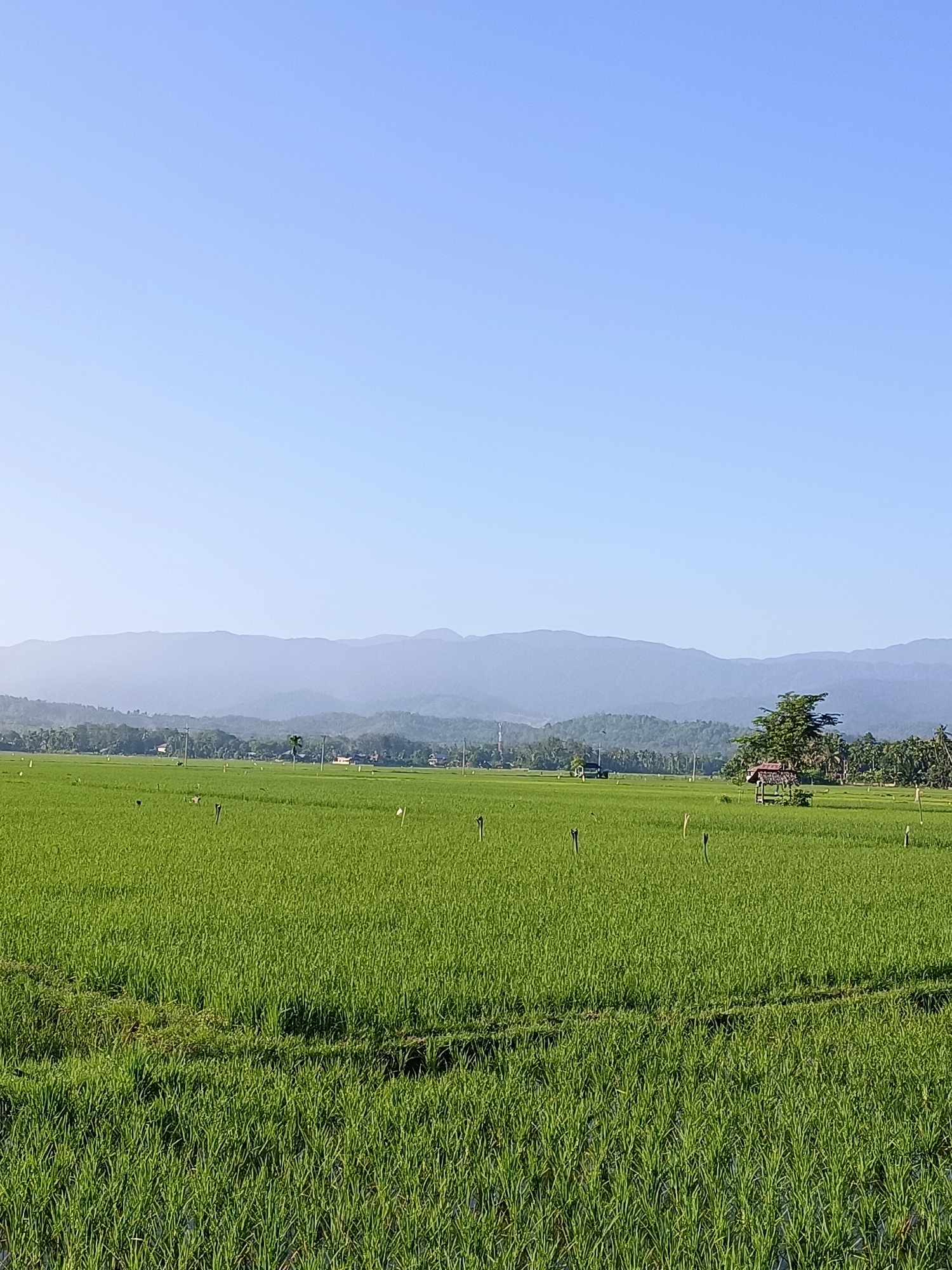 A vast, vibrant green rice field stretches across the foreground of this image, reaching towards a hazy, layered mountain range in the distance under a clear, pale blue sky. The rice paddies are densely planted, creating a textured carpet of lush vegetation. Scattered throughout the field are numerous thin, dark wooden stakes, likely used for supporting crops or marking boundaries. In the middle ground, a small, traditional hut with a reddish-brown roof and wooden supports sits beside a large, leafy tree. A few more indistinct structures and trees are visible beyond, suggesting a rural settlement. The overall scene evokes a sense of tranquility and natural beauty in a rural Indonesian landscape, likely in the area of Kampung Jumpa, Indonesia.