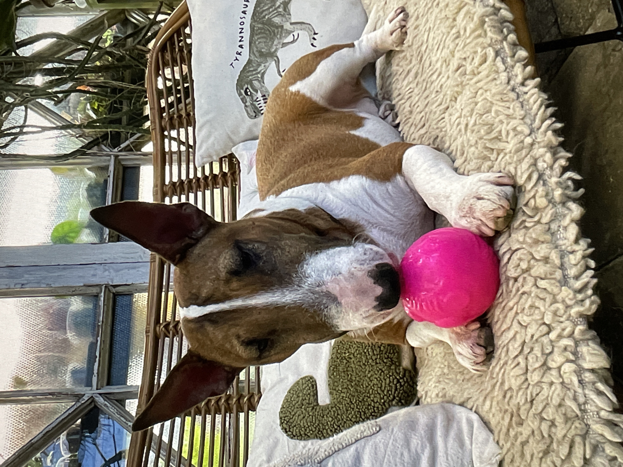 A dog, likely a Bull Terrier mix, rests on a wicker chair. The dog is brown and white, with a pink ball near its face. The chair is covered with a sheepskin-like material and is positioned next to a window. A pillow with a Tyrannosaurus Rex print is visible. The location cannot be accurately determined, but it is NOT in Saint Petersburg, Russia.