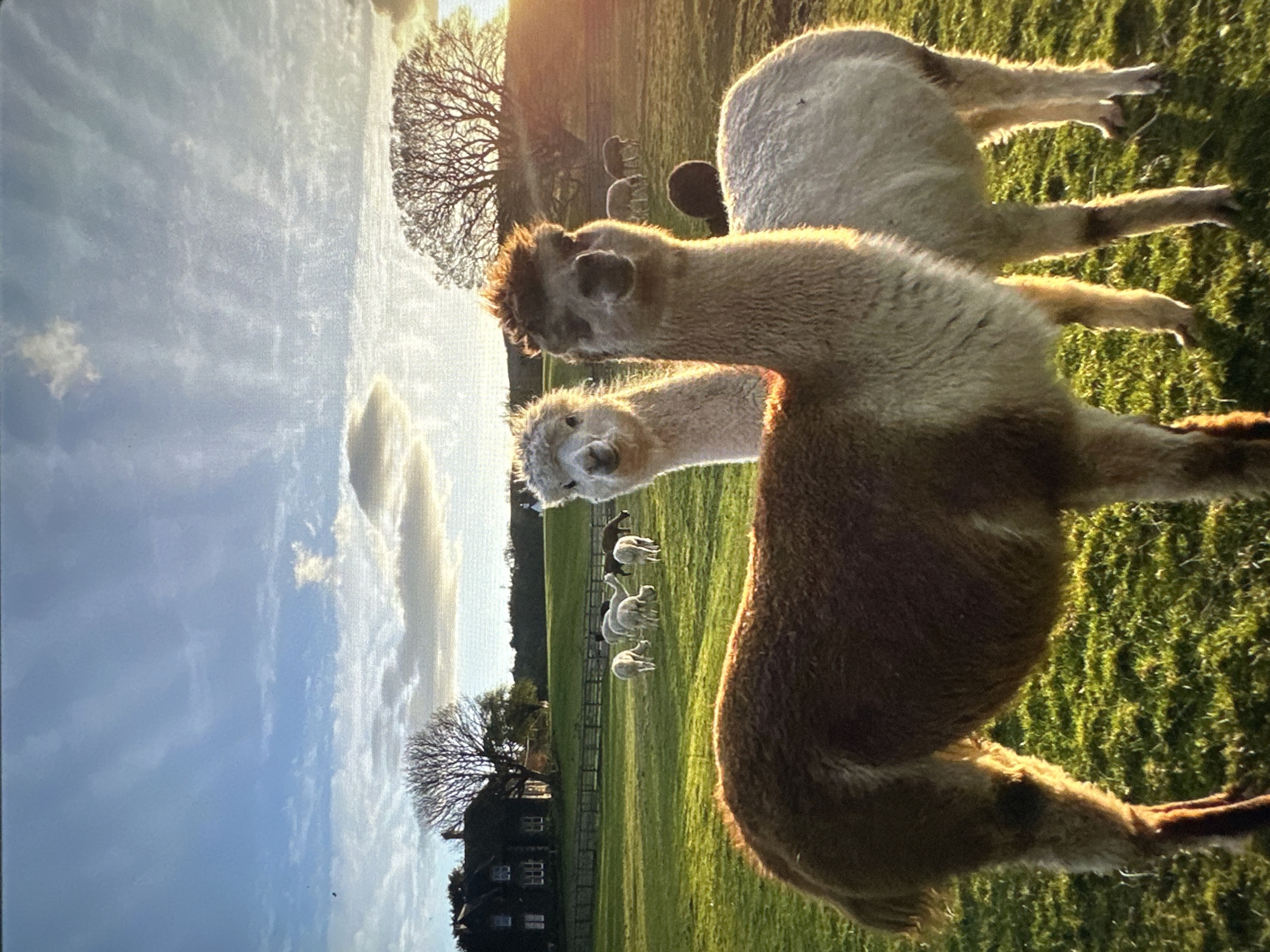 The image depicts an outdoor scene with alpacas in a grassy field. In the foreground, two alpacas are prominently featured. The alpaca on the left is brown and appears to be facing away from the camera, while the alpaca on the right is white and faces the camera. In the background, several other alpacas are visible grazing in the field. A large house with a dark roof and windows is situated on the left side of the frame, behind a wooden fence. Several trees, some bare and silhouetted against the sky, are scattered across the landscape. The sky is partly cloudy with visible sunlight, suggesting it is either sunrise or sunset. The ground is covered in green grass, illuminated by the warm light. The image does not provide any specific details or indications that would suggest the location is in Tallinn, Estonia.