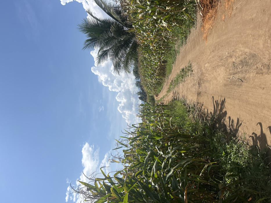 The image displays a rural, unpaved dirt road traversing through dense fields of green maize (corn) under a partly cloudy blue sky in Ban Mai Saha Sampan, Thailand. The reddish-brown road, bearing visible tire tracks, extends into the distance, gently curving rightward. On both the left and right, rows of mature maize plants with visible tassels form a corridor. A large palm tree is partially visible on the right, rising above the cornfield. Distant hills or forested areas are discernible on the horizon. Bright sunlight from an elevated source casts sharp, elongated shadows of the maize plants onto the left side of the road. A small, brown, four-legged animal, possibly a dog, is located on the dirt path in the mid-ground, moving away from the viewer. No human figures are present.
