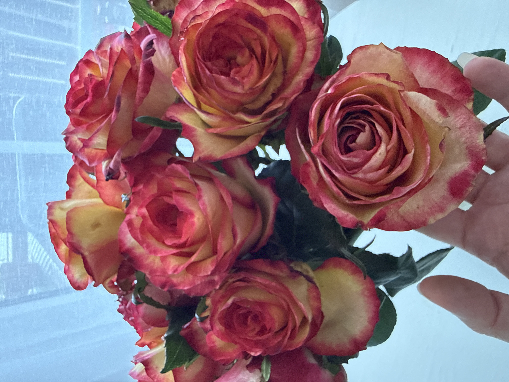 A bouquet of bicolor roses, featuring red and yellow petals, is displayed in a vertical, close-up shot. The roses are arranged in a vase, though the vase is not fully visible. The background consists of a light blue curtain or window covering. A person's hand with manicured nails is partially visible in the lower left quadrant of the image, gently holding one of the roses. The image is well-lit, highlighting the intricate details of the rose petals. There is no indication of the specific location in Bad Sachsa, Germany.