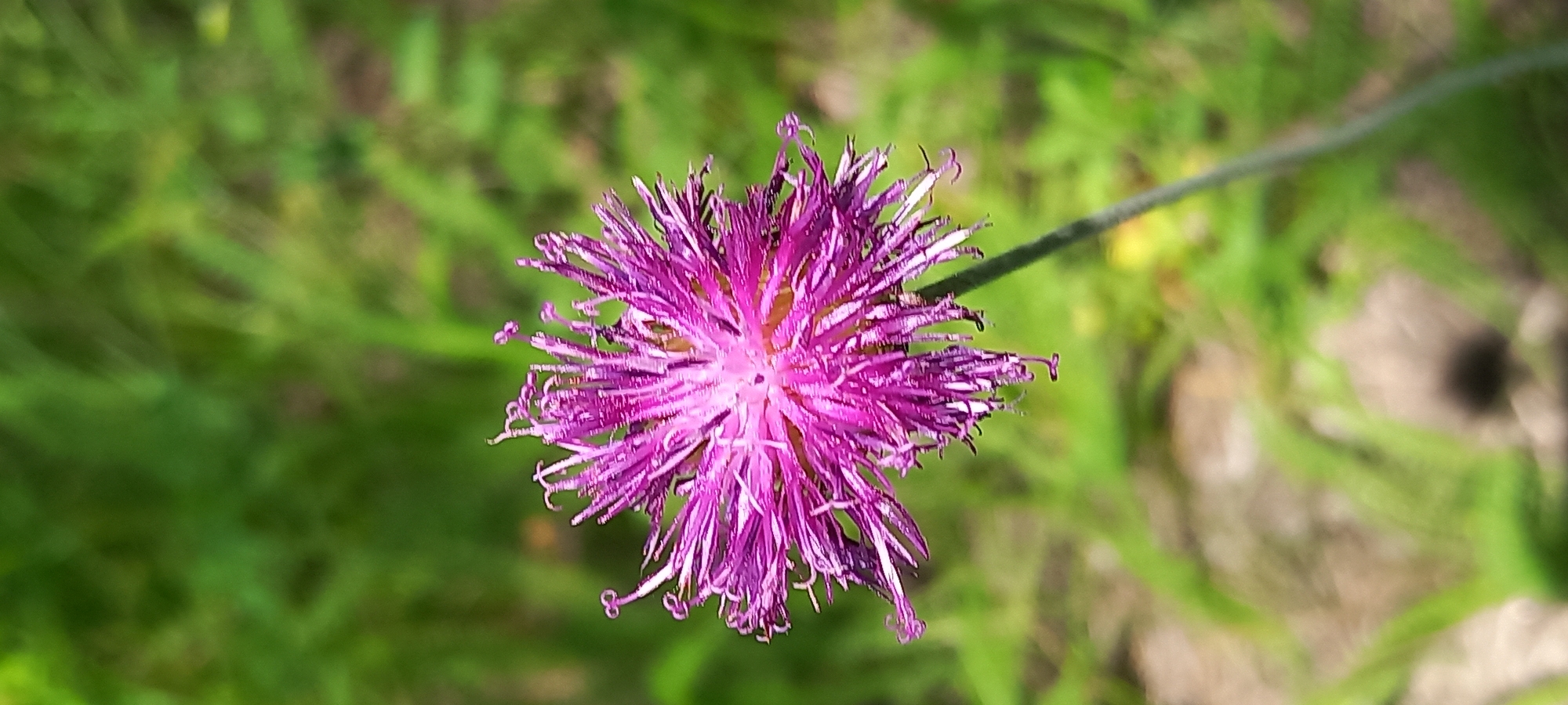 A single, vibrant purple thistle flower is in sharp focus against a blurred green background of grass and foliage. The flower's delicate, spiky petals radiate outward from a lighter pink center. The stem is thin and green, angling upward and to the right. The lighting suggests it is daytime. The image does not depict any specific urban features or context for Kryvyi Rih, Ukraine.