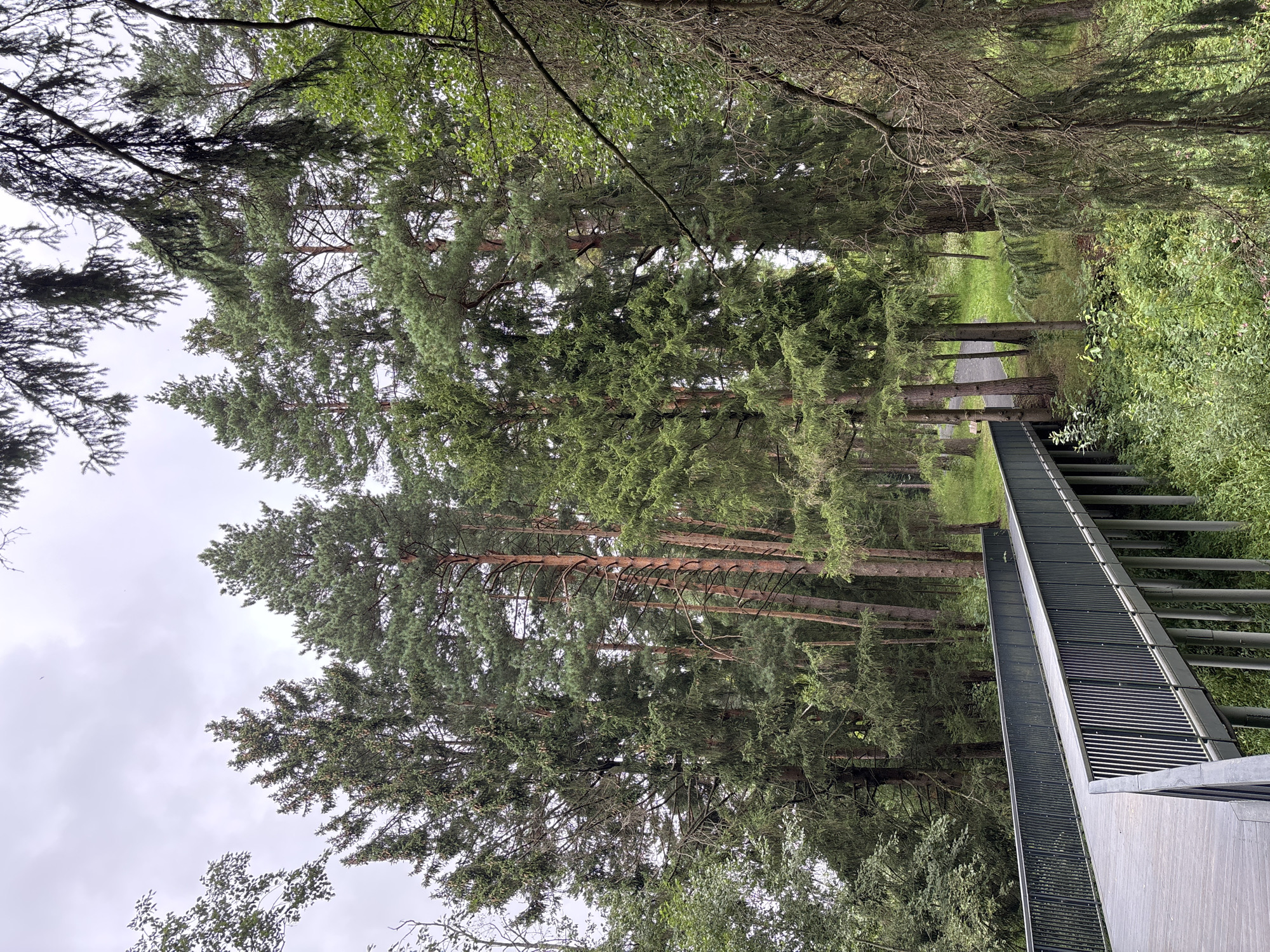 The image shows a wooden walkway with metal railings winding through a dense forest. Tall coniferous trees dominate the scene, their green needles creating a thick canopy overhead. The walkway appears to be elevated above the forest floor, supported by numerous slender pillars. The ground is covered in lush green undergrowth, with some exposed soil and pine needles visible. The sky is overcast and light gray, suggesting a cloudy day. The overall impression is one of a serene natural environment, possibly a park or a nature reserve, that has been enhanced with pedestrian infrastructure to allow visitors to traverse the forest.