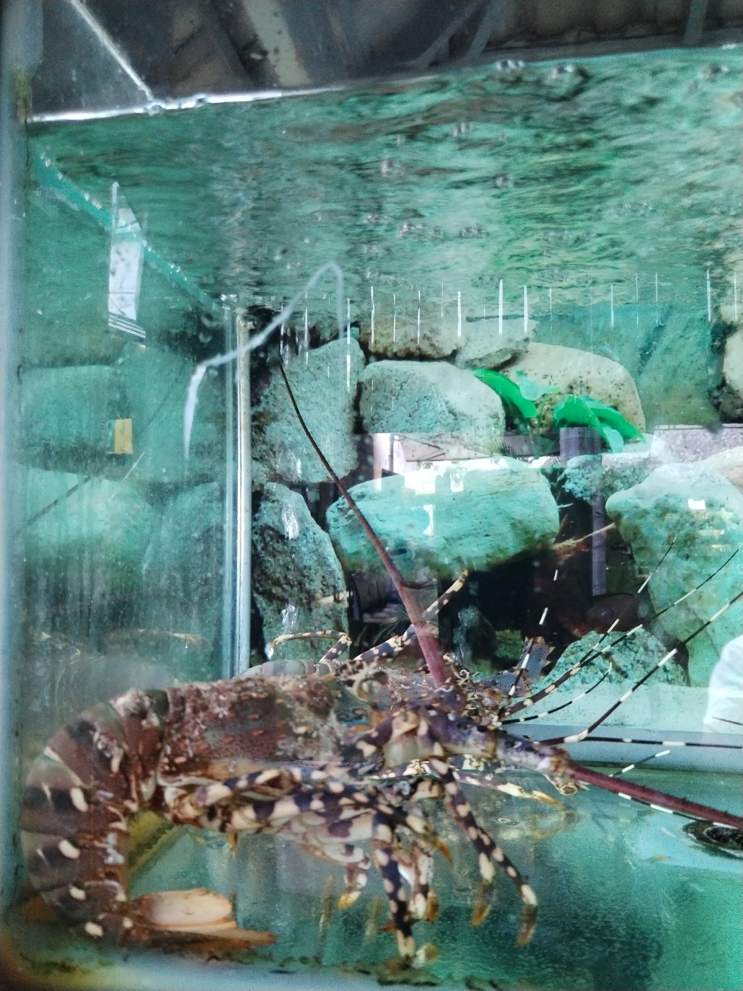 A lobster resides inside a glass aquarium. The lobster's shell has a distinctive mottled pattern. The tank's interior is decorated with rocks, including two bright green rubber toys. The water level in the tank is near the top. Light and reflections are visible within the tank. Based on the image, the location is Bac Nha Trang Ward, Vietnam.
