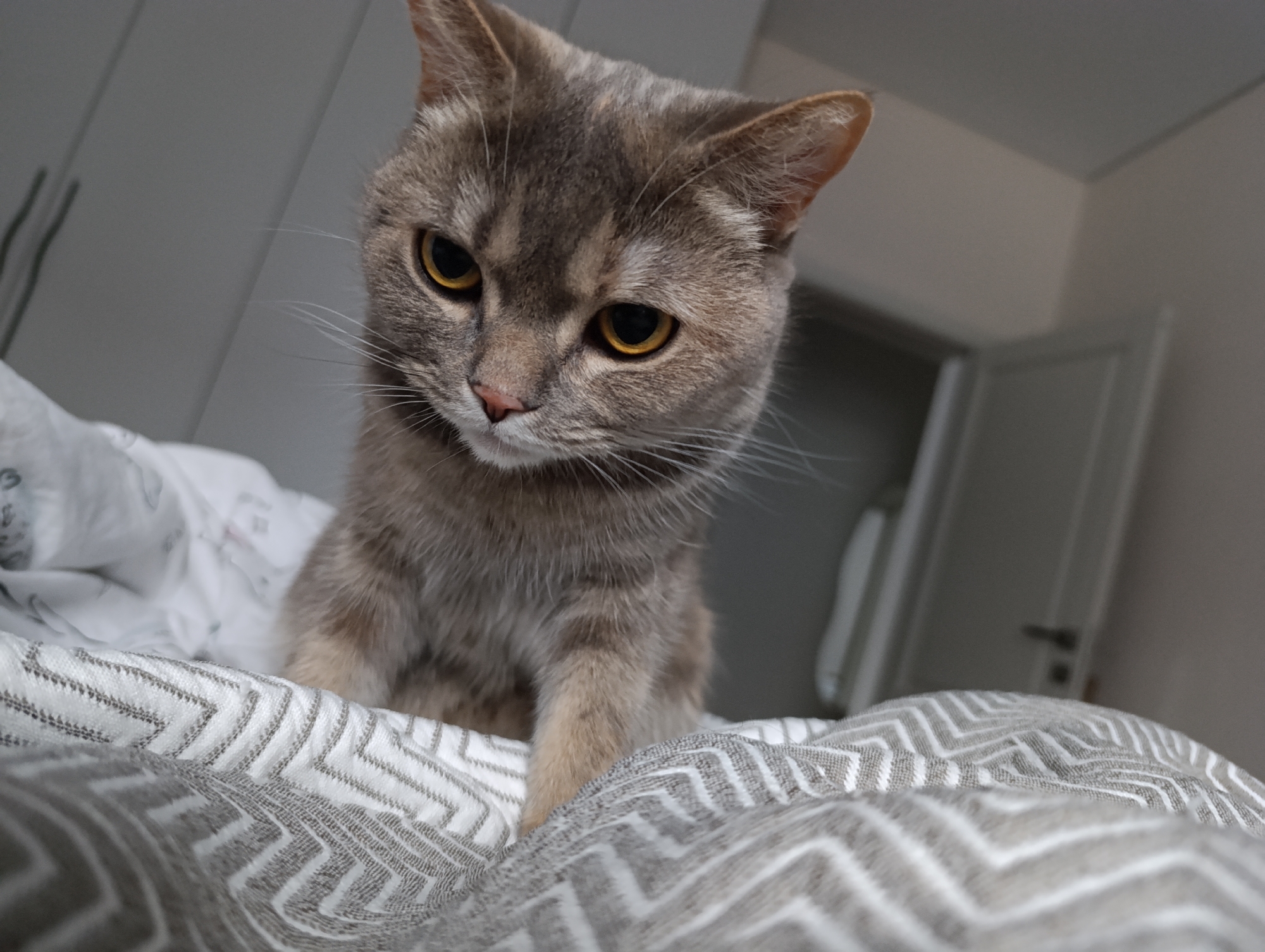 A gray tabby cat with yellow eyes is perched on a gray and white patterned blanket. The cat is looking down. In the background, there is a white door and a white closet. The location is likely inside a home in the city of Chaikovsky, Russia.
