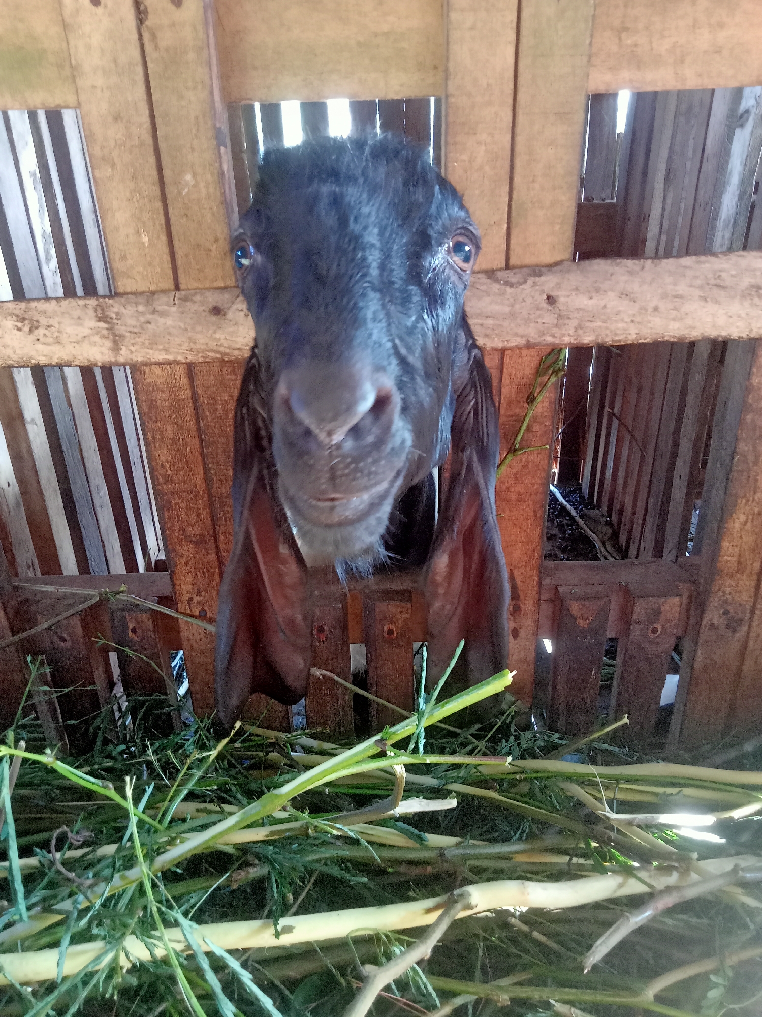 A black goat with large ears is peering through the wooden bars of its enclosure. The enclosure is made of rough-hewn wood planks, and the floor is covered with green foliage. The goat's face is the primary focus, with its eyes looking directly at the camera. The background shows more wooden slats, creating a rustic, rural setting. The image was taken in Tanggaran, Indonesia, suggesting a farm or rural environment.