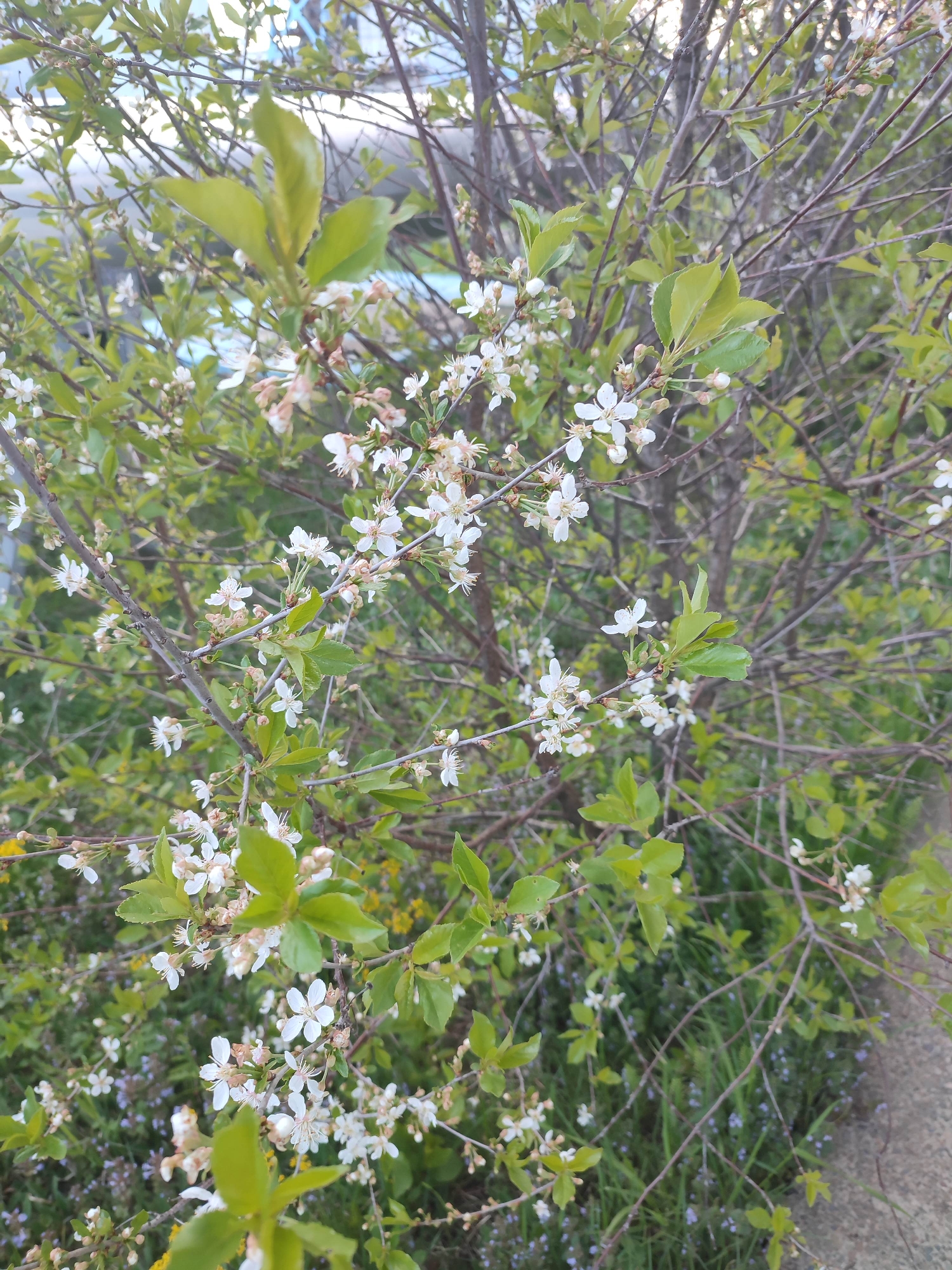 The image shows a tree or shrub with white flowers and green leaves. The tree is located outdoors, possibly in a garden or park setting. There are thin branches and twigs visible. The ground beneath the tree is covered in grass and small purple and yellow flowers. There is a concrete surface in the lower right corner of the image. In the background, there are blurry shapes suggesting buildings or infrastructure in an urban environment.