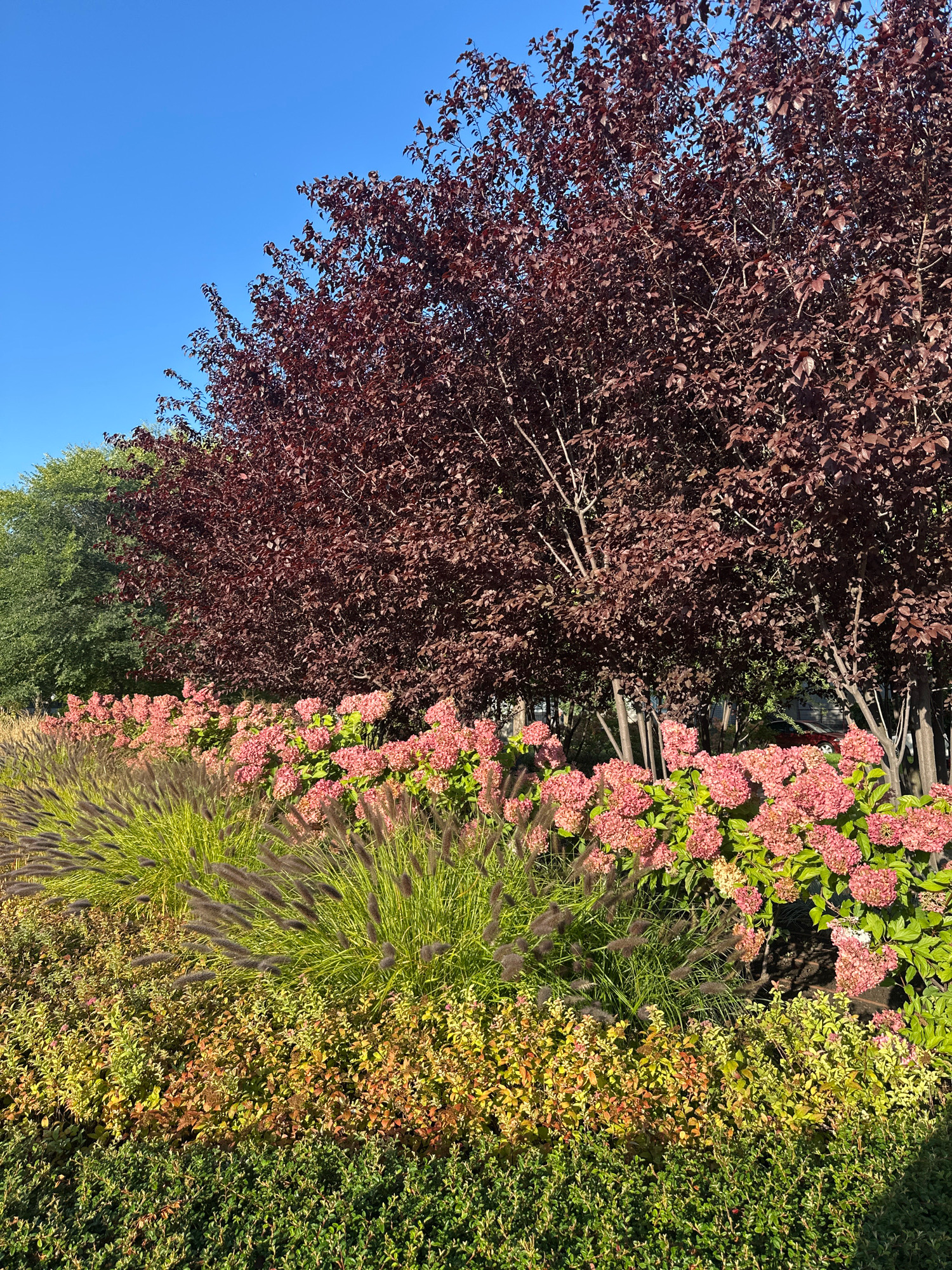 This image depicts a sunlit outdoor scene with a clear blue sky. In the foreground, there is a layered landscape planting. The lowest layer consists of a dense, dark green hedge. Above this, there is a layer of low-growing shrubs with foliage displaying a mix of green, yellow, and reddish-brown tones. Rising from behind these, a band of tall, ornamental grass with purplish-brown plumes is visible. Behind the grass are large clusters of pink hydrangeas. The background is dominated by a line of trees with deep reddish-purple leaves, likely a variety of ornamental plum. To the left, partially obscured by the reddish trees, is a taller tree with green foliage. The overall impression is of a well-maintained garden or park area.
The image was taken in the city of Horishni Plavni, Ukraine. While the specific location within the city is not identifiable from the visual information, the scene suggests a public green space or a well-landscaped private garden. There are no people or animals present in the image. The lighting indicates it is daytime, likely morning or afternoon, given the bright sunlight and distinct shadows cast by the foliage.
