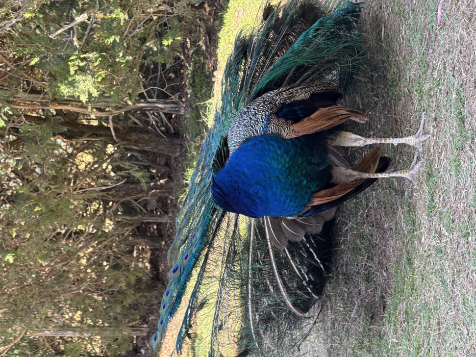 The image displays a male peafowl, or peacock, standing on a patch of sparse, dry grass and soil in Dos Hermanas, Spain. The bird is oriented with its back towards the viewer, its head lowered or tucked, obscuring its face. Its upper body and neck feature iridescent blue-green plumage, while its wings exhibit a blend of brownish-gold and mottled grey feathers. The peacock's prominent train of long, iridescent green and blue tail feathers, marked with characteristic "eyespot" patterns, is partially spread and rests low behind its body. Its legs are visible, light greyish-tan and scaly. The background consists of a dense arrangement of trees and shrubs, creating a natural, wooded border, under strong sunlight.