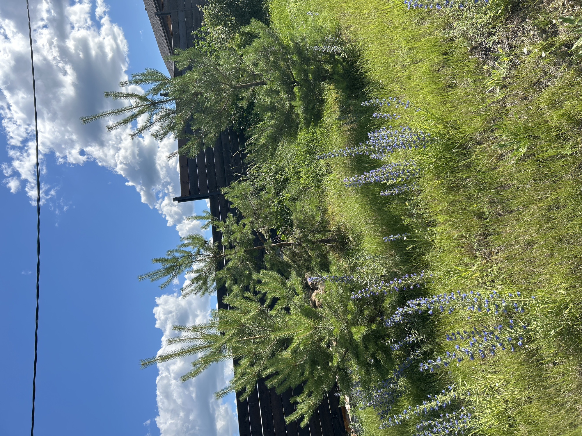 A medium shot captures a grassy slope with several young pine trees and tall stalks of blue wildflowers. The trees are a vibrant green, with their needles pointed towards the sky. The wildflowers are a deep blue, with delicate petals clustered on their stems. The grass is a lush green, with some patches of dry earth visible. In the background, a dark wooden fence runs horizontally across the image, with the roof of a building peaking above it on the right side. The sky is a bright blue, dotted with fluffy white clouds. A thin black wire is visible across the top of the frame. The scene appears to be a sunny day in a rural or suburban outdoor setting.