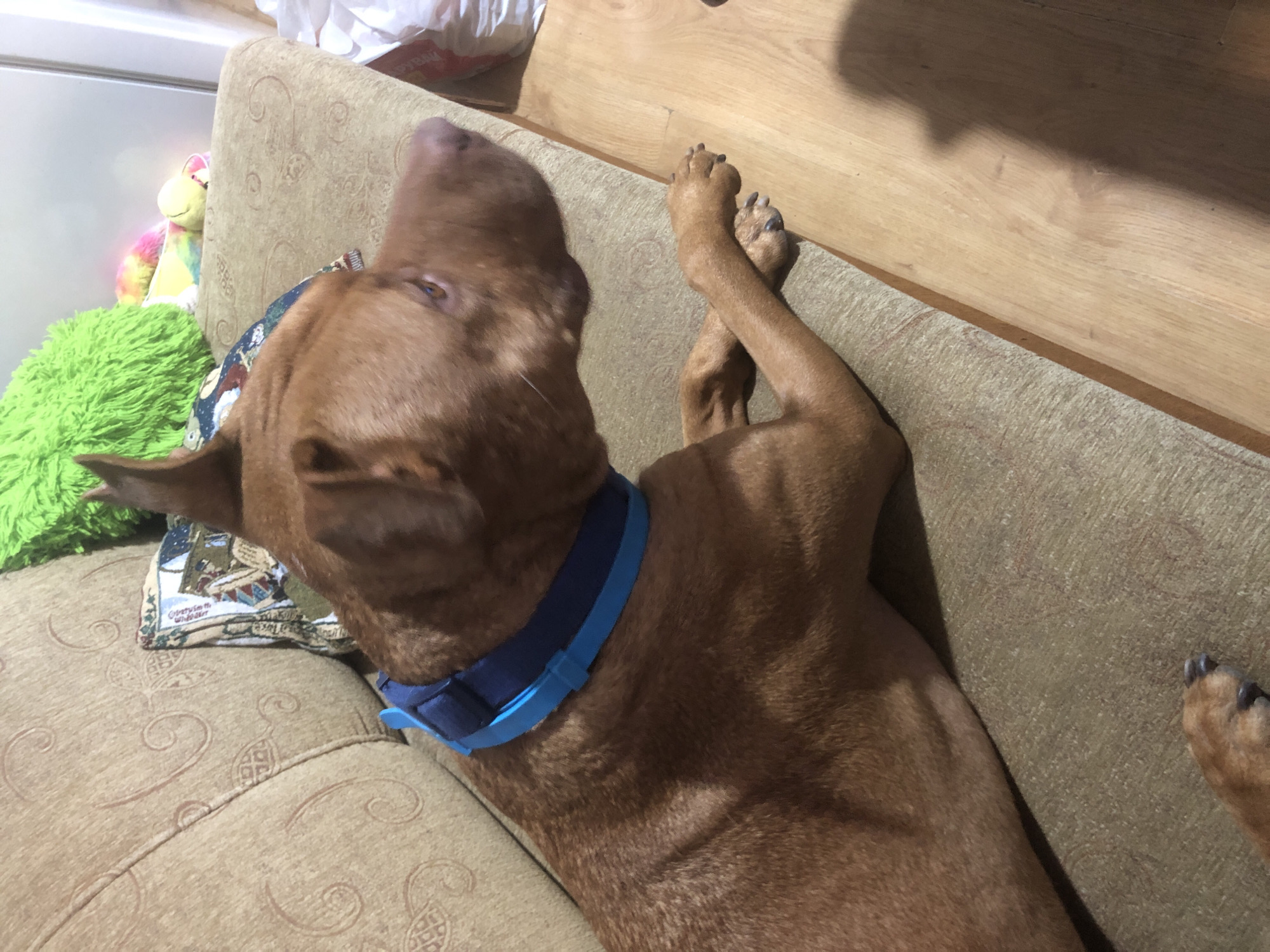A medium shot captures a brown dog lying on a couch. The dog is wearing a blue and black collar. The couch is upholstered in a textured beige fabric with a subtle swirl pattern. To the left of the dog, on the couch, is a pillow with a patterned design. Behind the dog and to the left, a bright green fuzzy object is visible, possibly a toy. Further back, a colorful toy with a yellow ball is also present. The floor in front of the couch appears to be made of light-colored wood. The overall scene suggests an indoor domestic setting, possibly a living room. The image was taken in Sofia, Bulgaria.