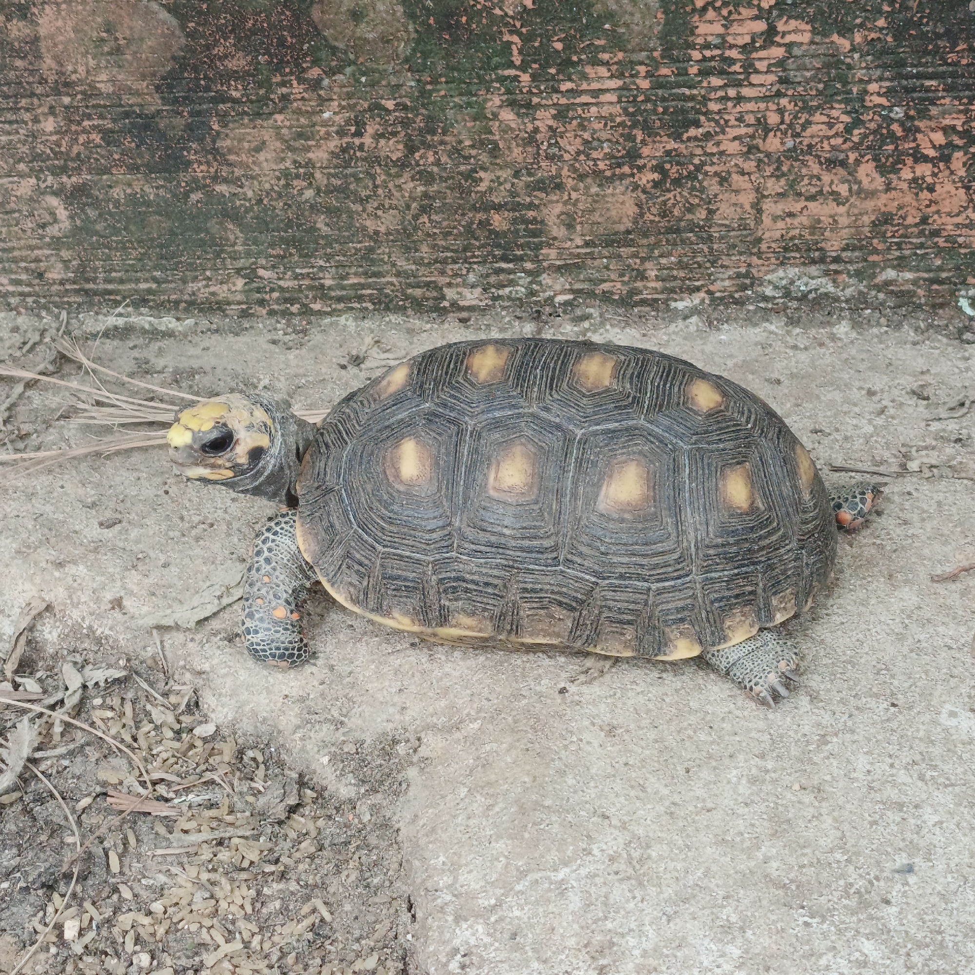 The image depicts a yellow-footed tortoise (Chelonoidis denticulatus) on a concrete surface near a wall. The tortoise has a dark, patterned shell with yellow accents and speckled legs. The background consists of a weathered, textured wall and some ground debris like small sticks and stones. The location is Tinaquillo, Venezuela.