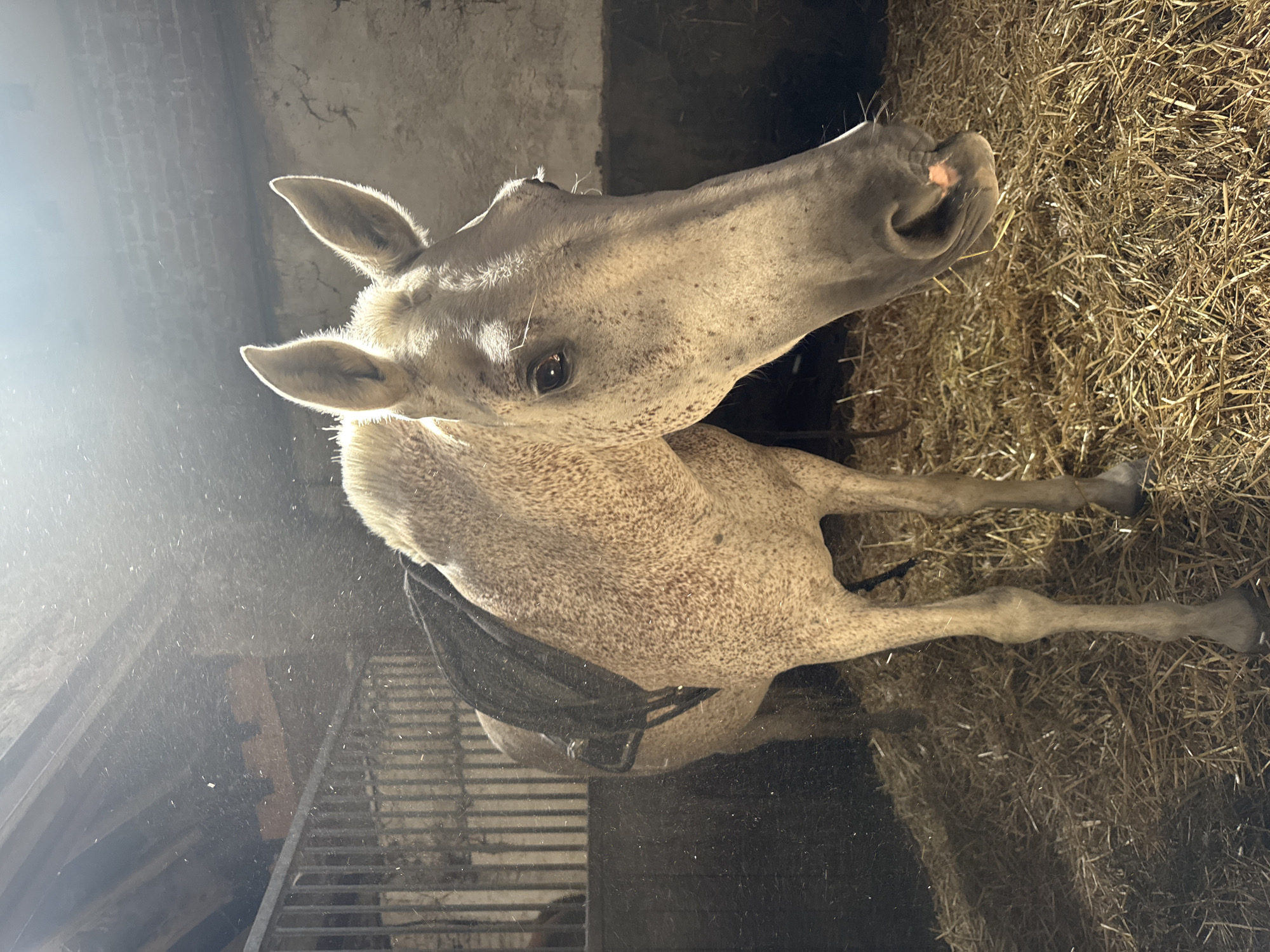 The image shows a light-colored horse with dark speckles, standing in a stable. The horse is wearing a dark blanket. Sunlight streams from the upper left, illuminating dust particles in the air. The stable appears to be constructed of wood and brick, with a barred enclosure visible in the background. The floor is covered in straw. The location is described as being in Estaimpuis, Belgium.