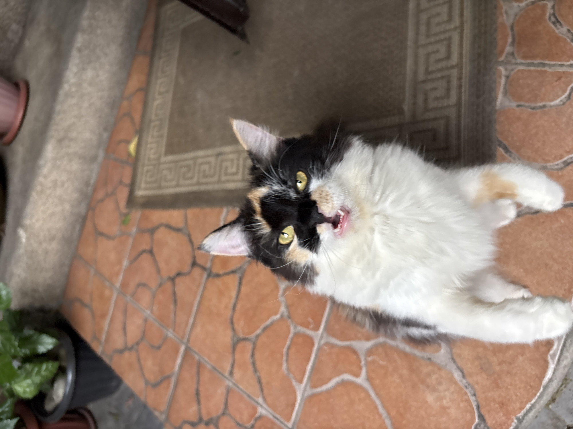 The image shows a calico cat lying on its back on an outdoor tiled surface. The cat is predominantly white with patches of black and orange. Its mouth is open, revealing its teeth and pink tongue, and its eyes are bright yellow. The cat appears to be looking up at the camera.
The setting appears to be an entranceway or patio, with a doormat with a geometric pattern visible behind the cat. To the left of the cat, there are potted plants, one of which is partially visible with green leaves. The tiles are a warm terracotta color with darker grout lines. The overall lighting suggests it is daytime, possibly sunny, given the brightness of the scene. The cat's expression could be interpreted as playful or surprised. The location is identified as Almaty, Kazakhstan.