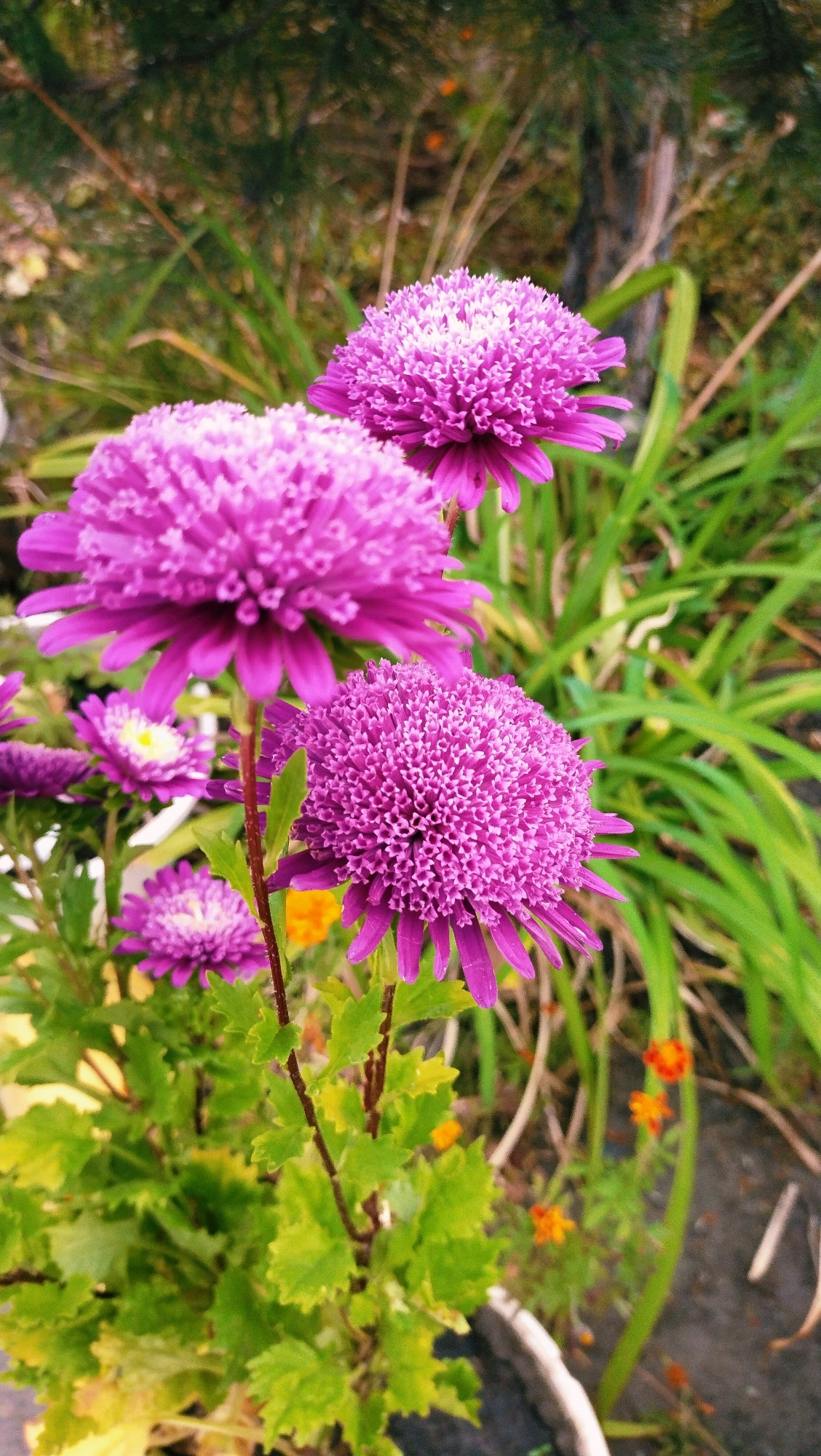 The image shows a cluster of vibrant purple asters in a garden setting. The flowers are in various stages of bloom, with some fully open and others still developing. The asters are characterized by their intricate, densely packed petals, creating a pom-pom-like appearance. They are supported by thin green stems and surrounded by lush green foliage. In the background, there are hints of other plants and a blurred hint of an outdoor environment. The lighting suggests it could be daytime. The scene is consistent with a garden or park area within the city of Horishni Plavni, Ukraine, where such flowers are commonly cultivated. No people or specific actions are depicted.