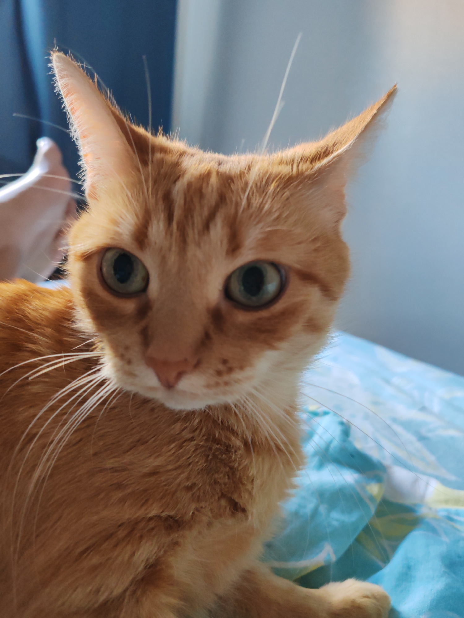 This is a close-up, eye-level photograph of an orange tabby cat. The cat is the sole subject, filling most of the frame. Its fur is a mix of light and dark orange stripes. The cat has large, green eyes with dark pupils, and prominent white whiskers that fan out from its muzzle. Its ears are pointed and angled slightly forward, with some lighter colored fur visible around the edges. The cat is looking directly at the camera with a neutral expression.
The background is softly blurred, but suggests an indoor setting. Behind the cat, a blue curtain or fabric can be seen on the left, and a lighter blue surface with a patterned design, possibly a blanket or bedspread, is visible on the right. The lighting appears to be natural, possibly from a window, casting a soft light on the cat's face. The overall mood is calm and intimate. There is no visible text in the image.