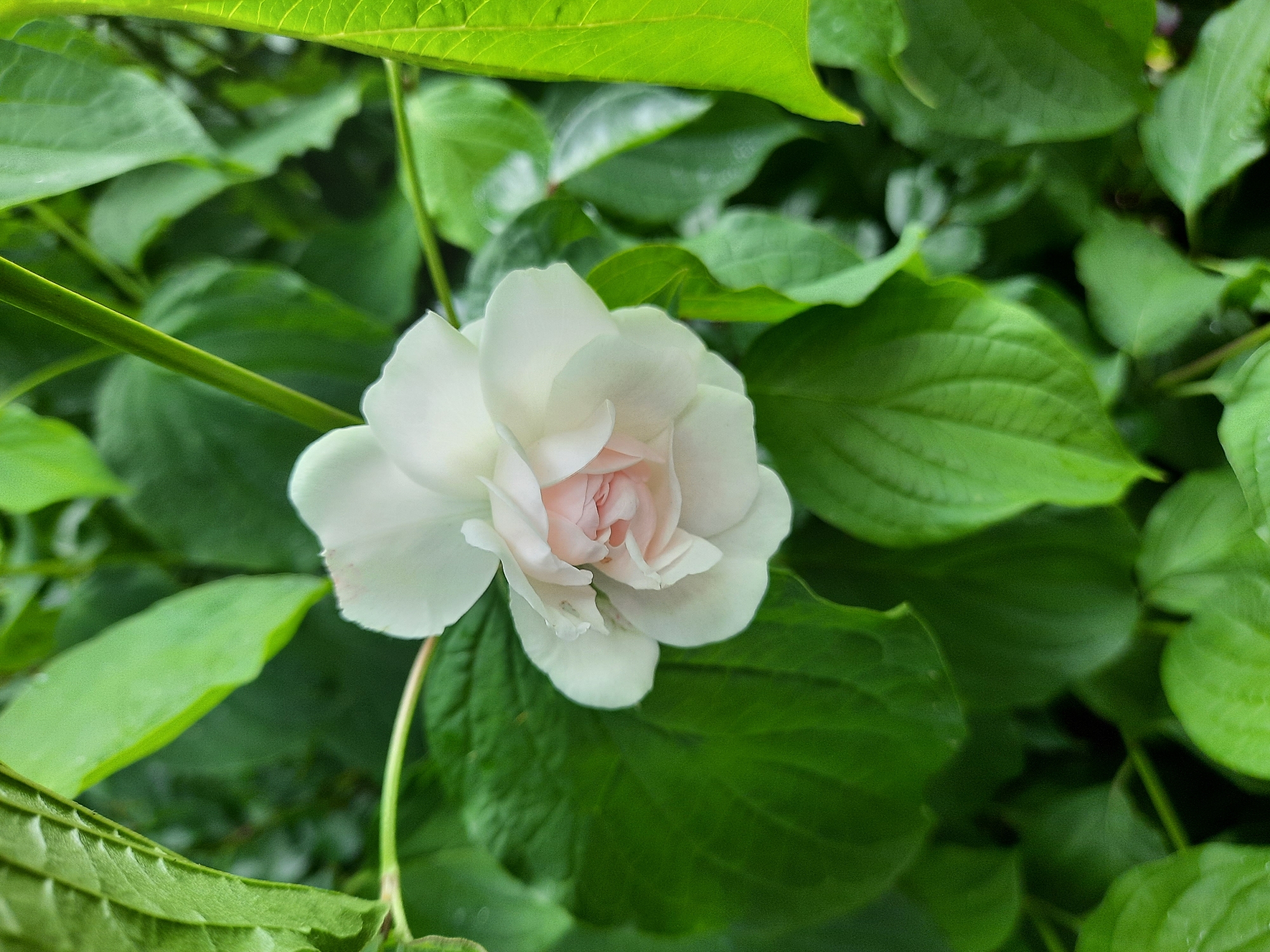 A single, white rose with subtle pink undertones is captured in full bloom, nestled amongst vibrant green foliage. The rose's petals are layered and delicate, with a hint of dew visible on some surfaces. The surrounding leaves are lush and varied in size and texture, creating a natural backdrop that highlights the flower's beauty. The lighting suggests an outdoor setting, possibly a garden, with soft illumination that enhances the details of the bloom and leaves. The image is a close-up, focusing the viewer's attention on the intricate details of the rose and its immediate environment. This scene could be found in a garden within the city of Rosenheim, Germany, perhaps in a private garden or a public park, showcasing the natural beauty that can be present in urban green spaces.