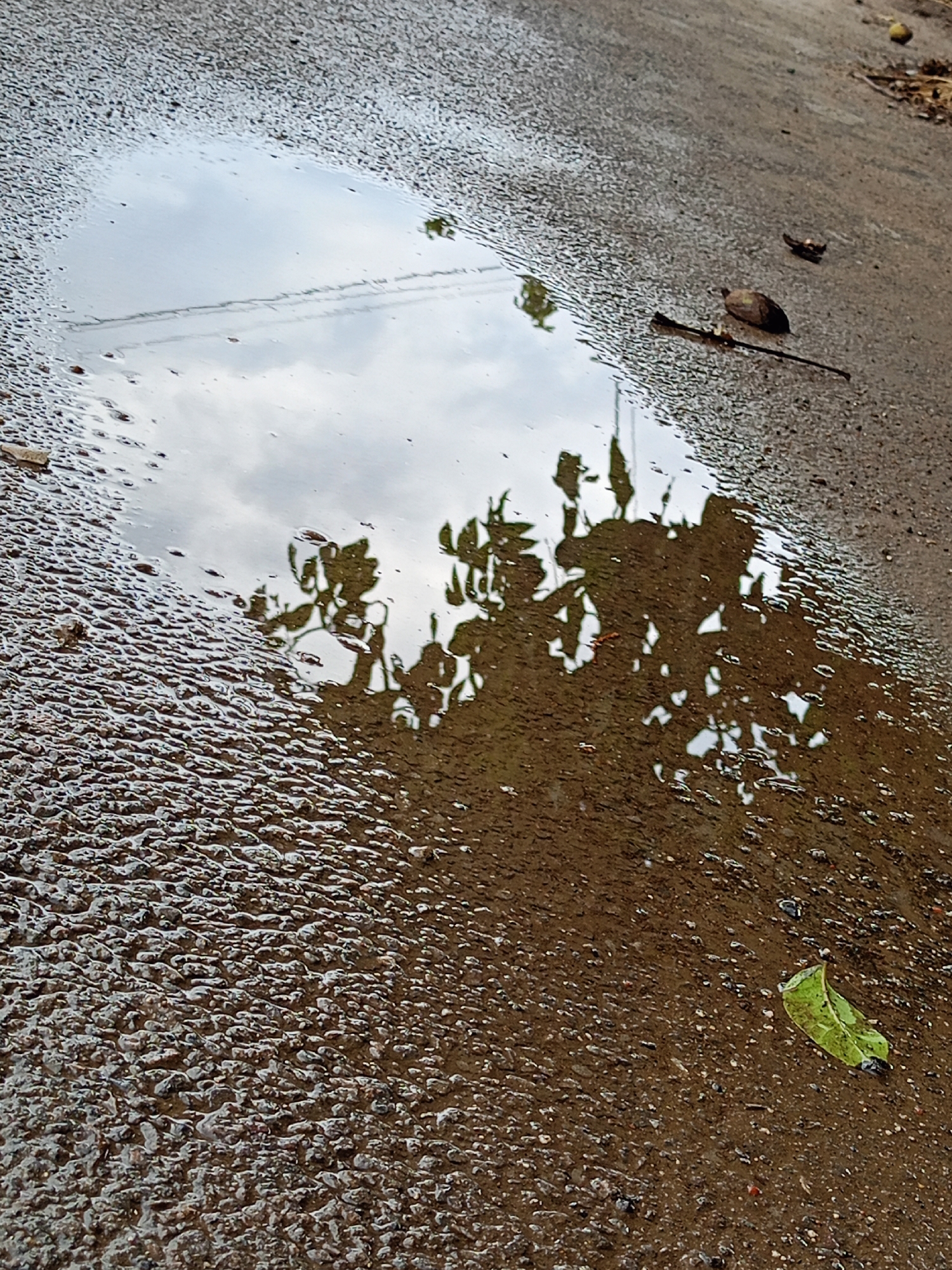 A wet asphalt surface is depicted, reflecting the sky and tree shadows. A puddle occupies the left side of the image, with the texture of the asphalt visible beneath the shallow water, showing small pebbles. To the right of the puddle, a twig lies horizontally, next to a dark brown, oval-shaped object, possibly a seed pod or a small stone. Further to the right and slightly higher, a small, dark brown object resembling a fallen leaf or bird droppings is visible. In the lower right corner, a single, bright green leaf rests on the wet asphalt. The scene suggests an outdoor environment, likely a road or path, in Baurci, Moldova, after rainfall.
