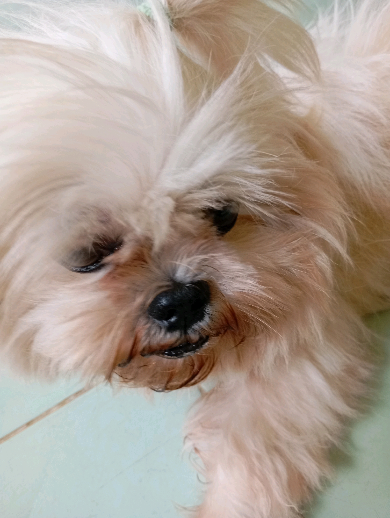 A close-up, eye-level shot captures a light-colored, fluffy dog lying down on a pale teal tiled floor. The dog's head is tilted slightly, with its eyes closed and its muzzle resting on the floor. Its fur is long and shaggy, obscuring much of its face. The lighting is soft and diffused, creating a warm glow on the dog's fur. The image is taken indoors, likely in a residential setting, as suggested by the tiled flooring. The location is identified as Balikpapan, Indonesia.