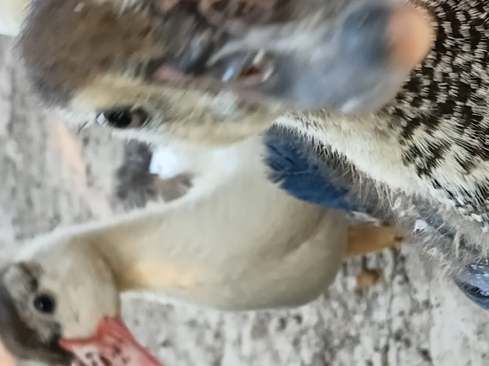 The image shows a close-up of two ducklings. The duckling on the left is mostly out of focus, but its white and tan feathers and pink beak are visible. The duckling on the right is in focus and its face is prominent. It has dark eyes, a grey bill, and patterned brown and white feathers. The background is a blurry, sandy or dirt-like surface, suggesting an outdoor environment. There is no indication of Margo Rukun, Indonesia, or any specific urban setting.