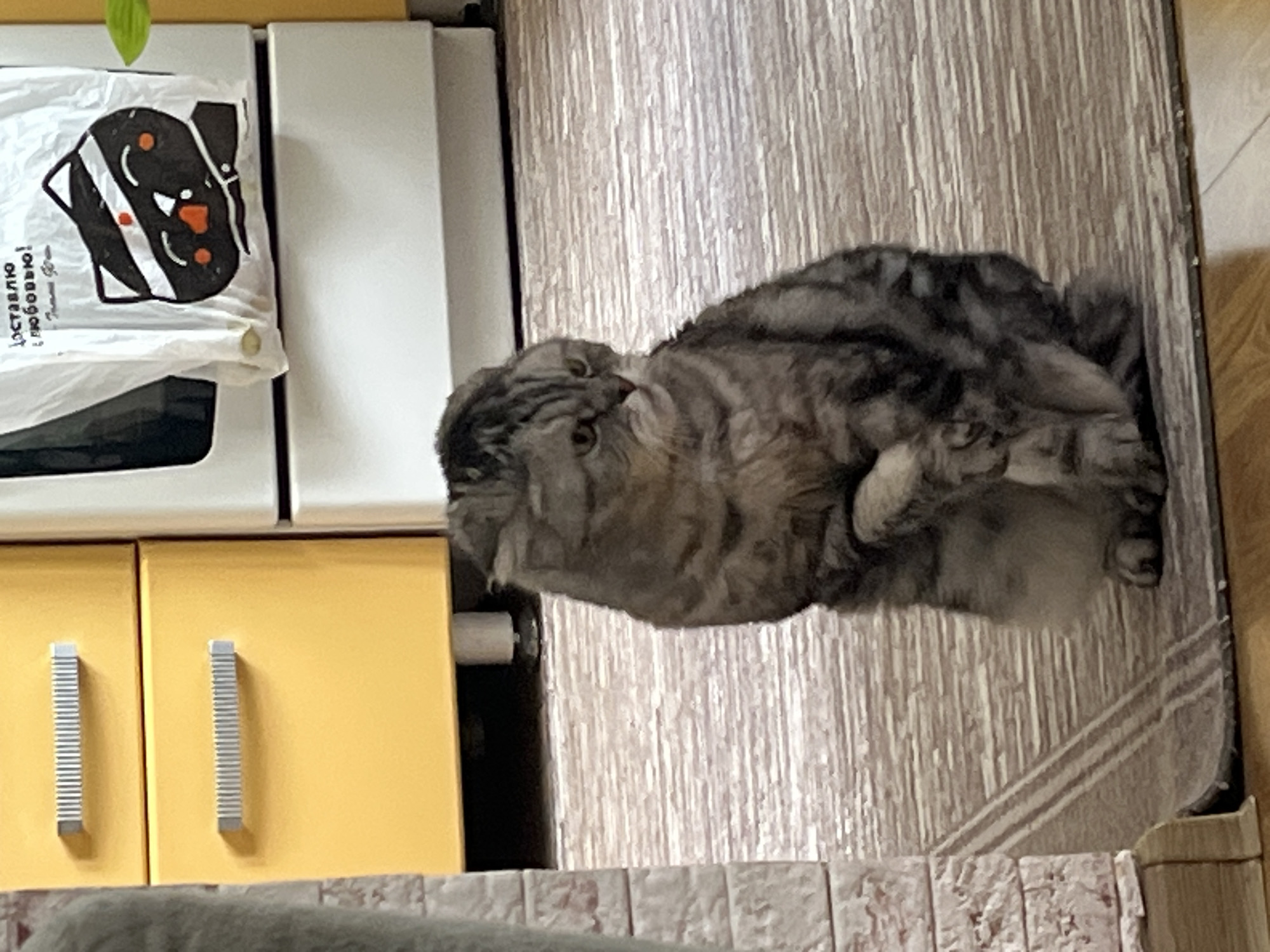 A gray tabby cat is lying down on a countertop next to a light brown cabinet. The cabinet is next to a set of yellow cabinets with silver handles. A white plastic bag with a black and white cartoon image is hanging on the side of the top cabinet. The image was taken indoors in a home or apartment. Location information indicates this scene is likely in the city of Chaikovsky, Russia.
