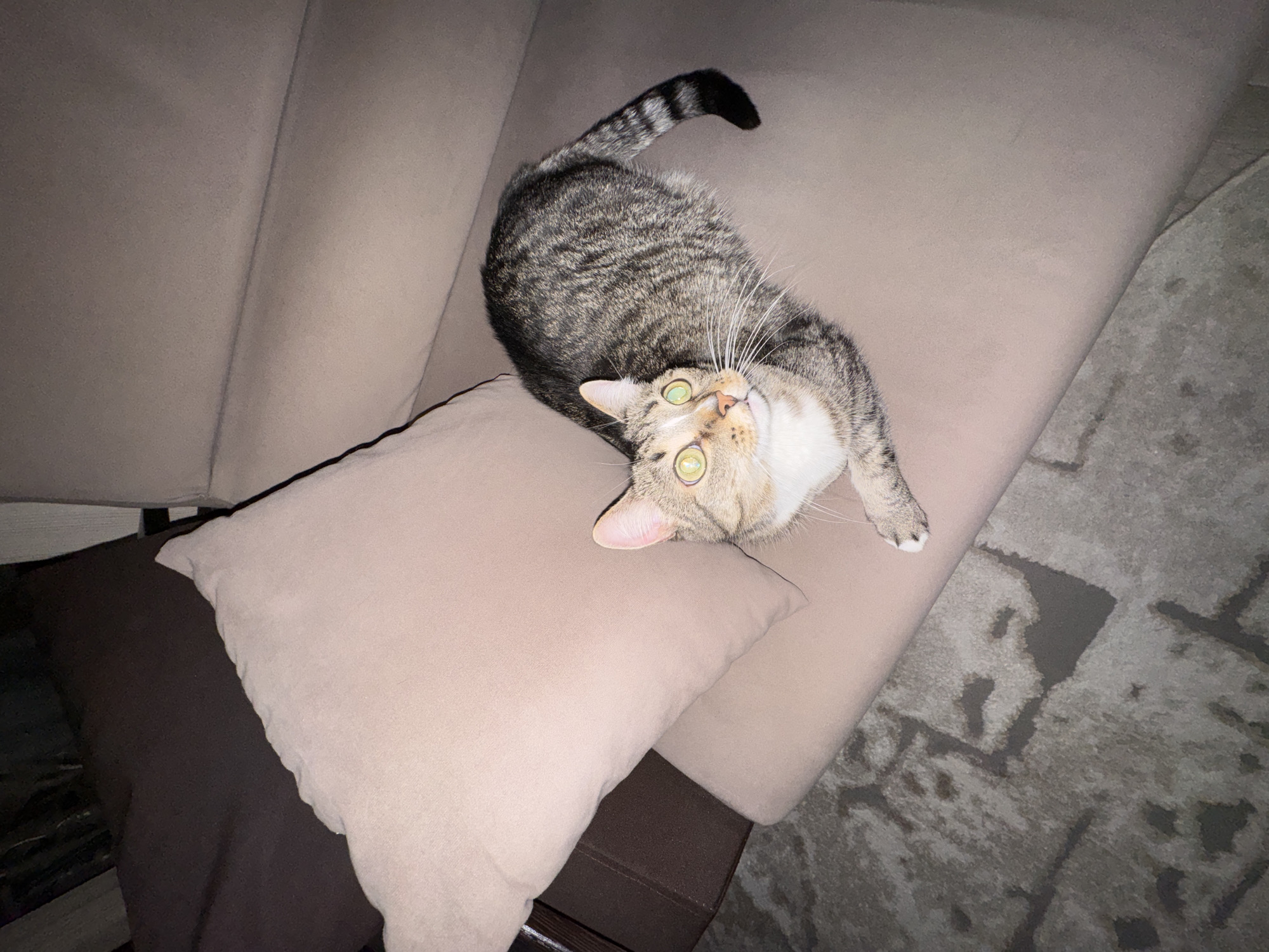 A medium, eye-level shot shows a tabby cat laying on a tan couch with a tan pillow. The cat is facing upwards with its tail curled up and to the left. The cat has green eyes and white whiskers. The couch is made of a soft material and has visible seams. A dark brown pillow is visible in the bottom left corner of the shot. A grey patterned rug can be seen on the right side of the image. The location is indoors, presumably a home in the city of Unknown, Unknown.