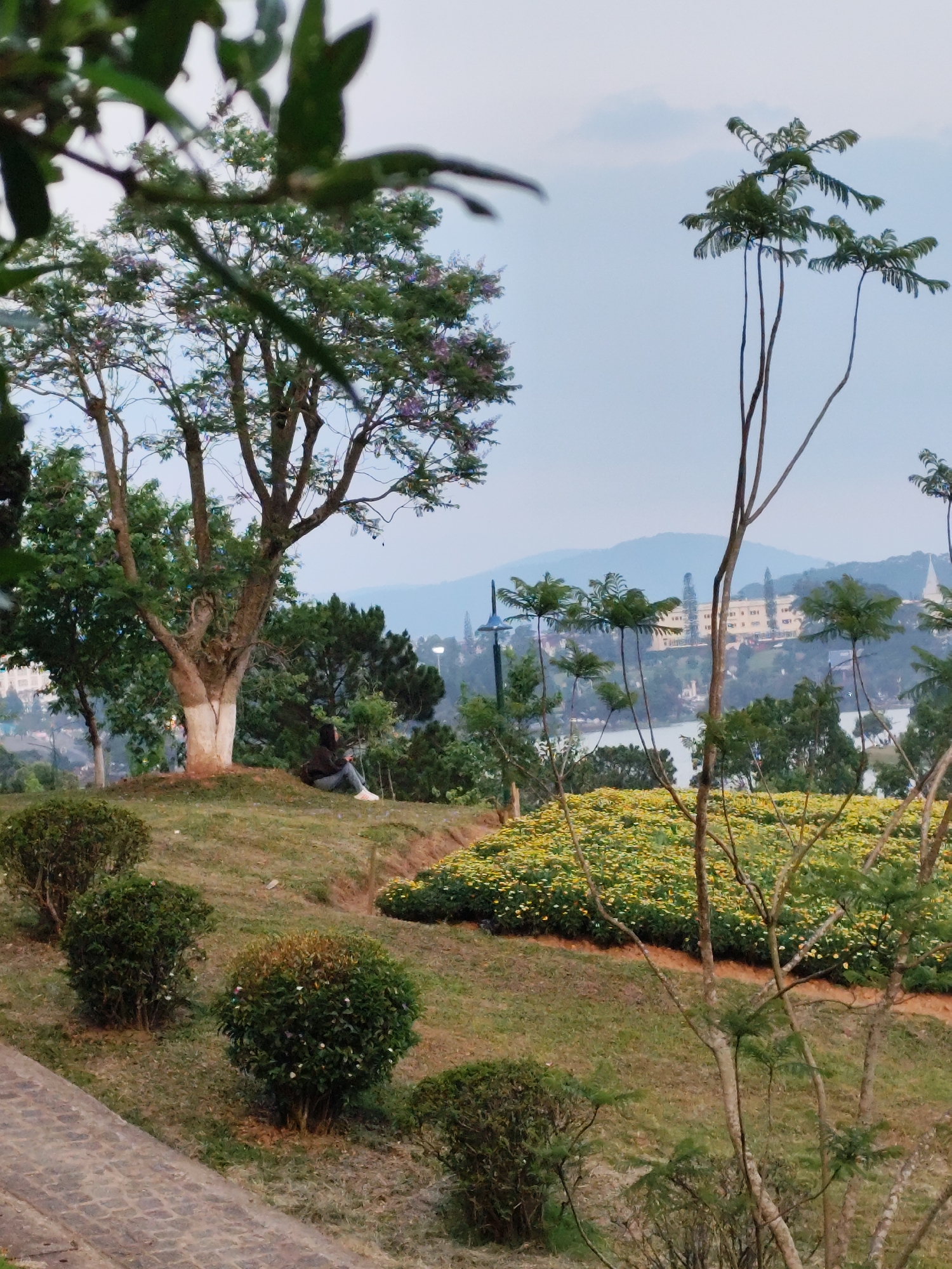 A medium, wide-angle shot shows a person seated beneath a tree in a park in Da Lat, Vietnam. The person is positioned at the top of a grassy hill, facing towards a body of water with buildings visible in the background and mountains further behind. A field of yellow flowers is planted below them. A pathway and several rounded shrubs are in the foreground. The light is soft.