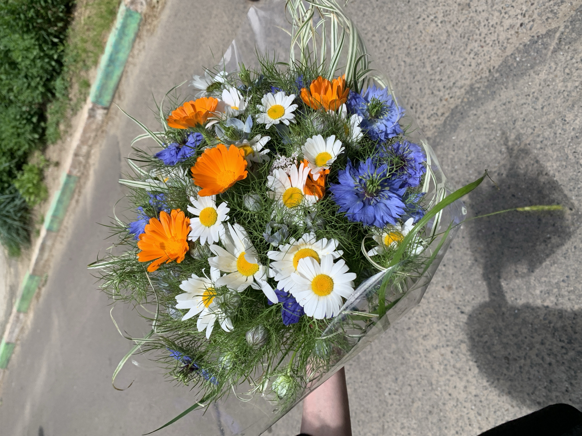 A bouquet of wildflowers is presented outdoors, held by a partially visible arm against a backdrop of asphalt and a grassy area with a curb. The bouquet features white daisies with yellow centers, bright orange calendula, and vibrant blue cornflowers, all interspersed with delicate green foliage and feathery stalks. The flowers are wrapped in clear plastic. The scene is illuminated by natural sunlight, casting a shadow of the bouquet and the holder onto the textured asphalt. The environment suggests a public outdoor space within a city, possibly a sidewalk or street.