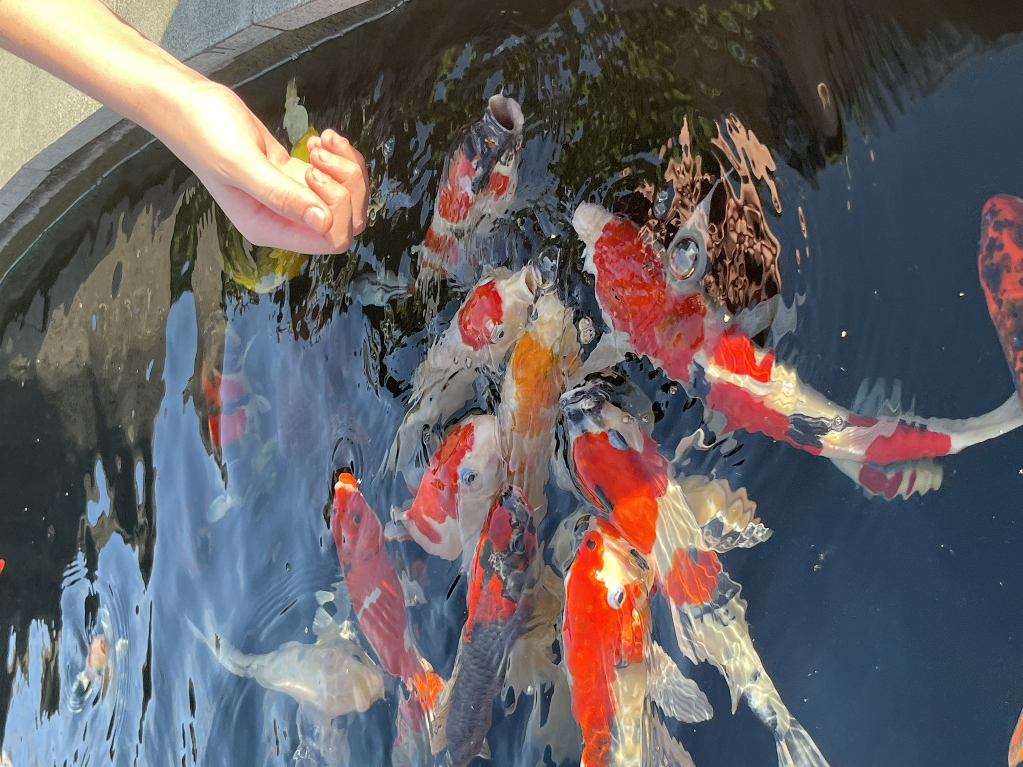 A person's hand is reaching into a pond filled with koi fish, with the palm open, as if to feed them. The pond is filled with clear water, reflecting the sky and surrounding foliage. Several koi fish, varying in color from white and orange to black and red, are swimming near the surface, some with their mouths open. The scene appears to be in Kuta Selatan, Indonesia, possibly at a temple or garden.
