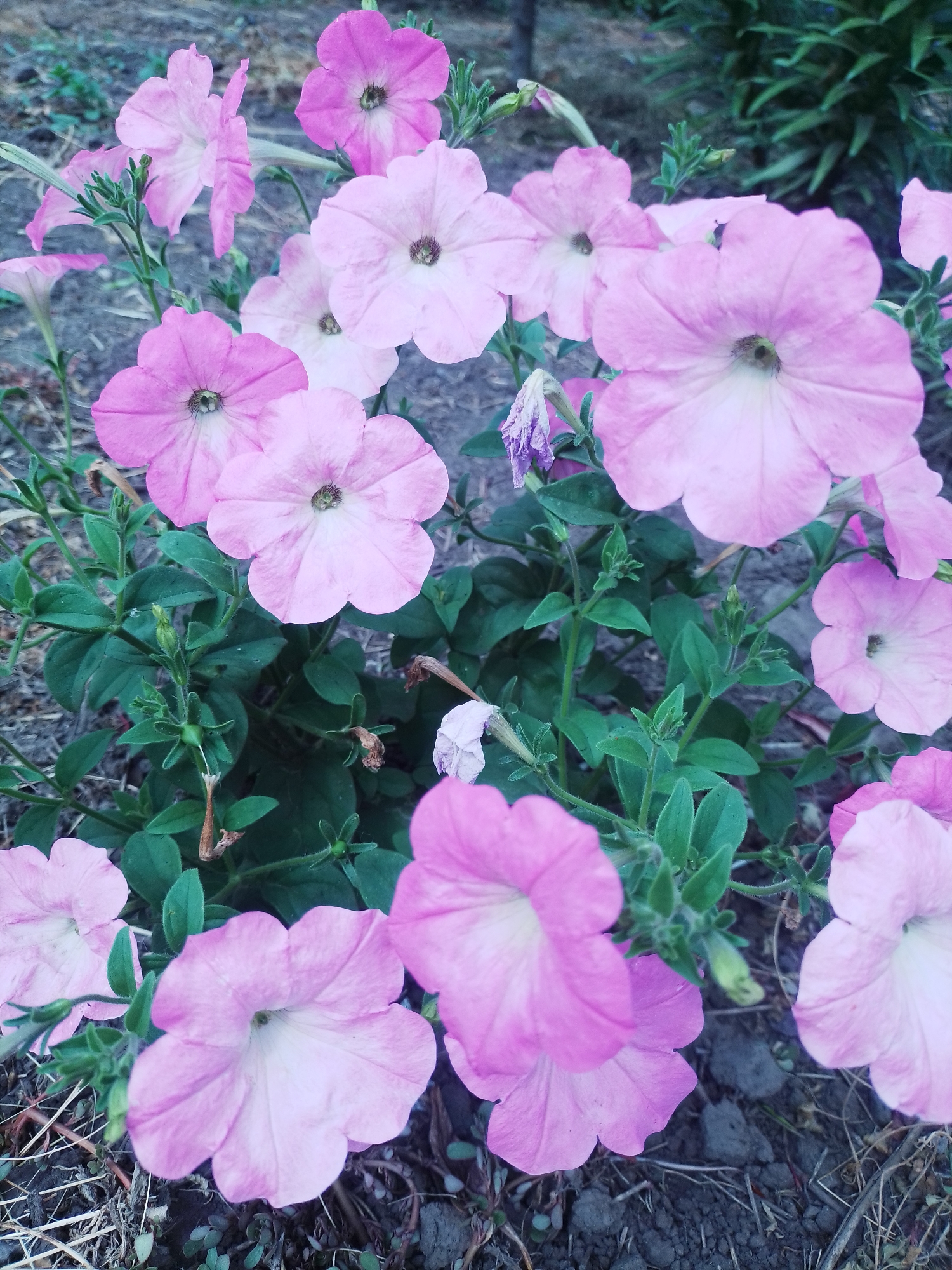A close-up, eye-level shot features a cluster of blooming pink petunias in what appears to be a garden bed. The flowers, varying in shade from pale to vibrant pink, display their trumpet-shaped corollas with visible centers. Lush green foliage and stems intersperse the blossoms. The ground beneath is a mix of dark soil, dried leaves, and small pebbles. In the background, out-of-focus greenery suggests a larger garden or natural setting. The lighting is natural, with no harsh shadows, indicating an overcast day or a shaded area. The scene is devoid of any human presence or discernible activity. The location is identified as Ustyvytsia, Ukraine.