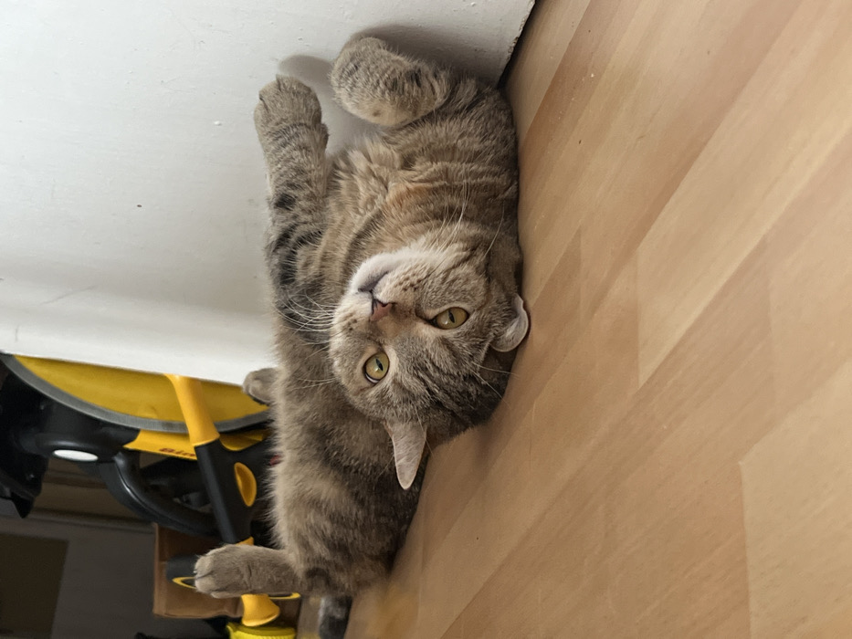 An indoor scene in Chaikovsky, Russia, depicts a domestic cat lying on its back on a light brown laminate wood floor. The cat, a grey-brown tabby with distinct darker stripes, has bright yellowish-green eyes fixed upwards, with moderately dilated pupils. Its head is tilted, facing the viewer directly. Its front paws are bent at the wrist, tucked close to its chest, and one rear paw is visible, raised and bent upwards. The cat's belly fur appears lighter in color. To the cat's right, a white wall is visible. The background behind the cat and to its left is dark and blurred, revealing indistinct shapes including a prominent yellow and black object, possibly a piece of household equipment or machinery. No people are present.